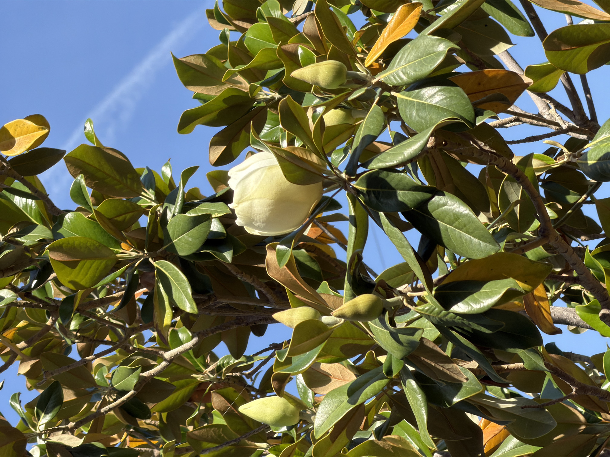 The image presents a close-up view of a magnolia tree canopy against a clear blue sky. Numerous large, glossy leaves dominate the frame, displaying various shades of green, with many showing the characteristic reddish-brown undersides. Some leaves appear to be aging, turning yellowish-brown.
Among the foliage, several light green, elongated flower buds are visible. The main subject is a prominent, large, creamy white magnolia flower, partially opened, positioned centrally in the upper mid-section of the image. Its delicate petals are visible, suggesting it is either newly bloomed or in the process of fully unfurling.
The background is a bright, cloudless blue sky, indicating clear weather and a sunny daytime setting. A faint white contrail, likely from an aircraft, is visible diagonally across the upper left portion of the sky.
The scene captures a serene moment of natural beauty, focusing on the intricate details of the tree's leaves and blooming process. There are no people or visible text in the image. The location context provided is Poros, Greece.