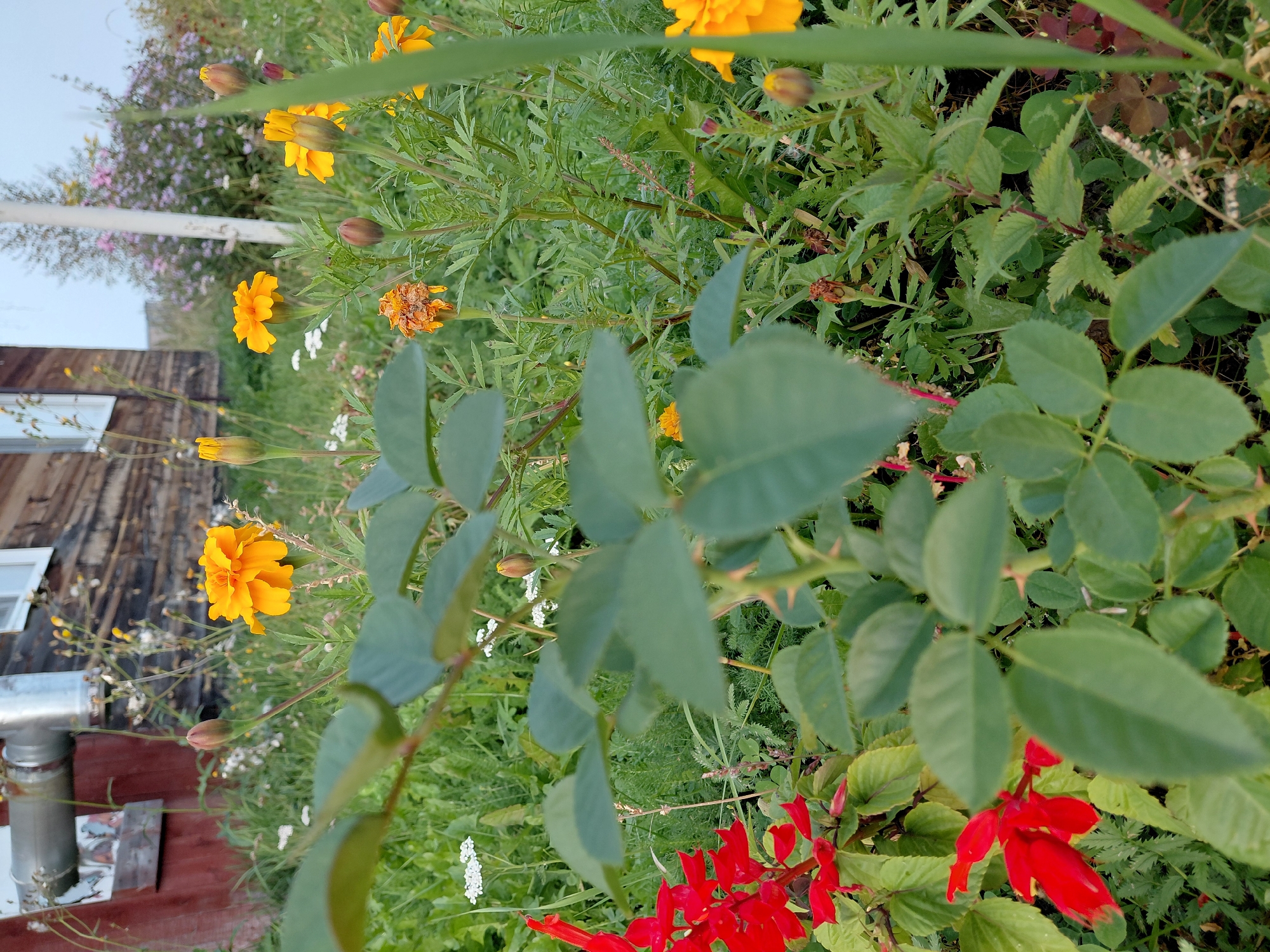 The image depicts a garden scene in Malinovka, Russia. In the foreground, a rose bush with green leaves and thorny stems is visible, with some red salvia flowers to the left. In the mid-ground, several marigold flowers, both open and in bud, are scattered amongst green foliage. A partially visible wooden building with a window and a metal pipe attached to its exterior is situated in the background, to the left of the frame. The overall environment is a garden with a variety of plants and a rustic building. There are no people or animals visible in the image.