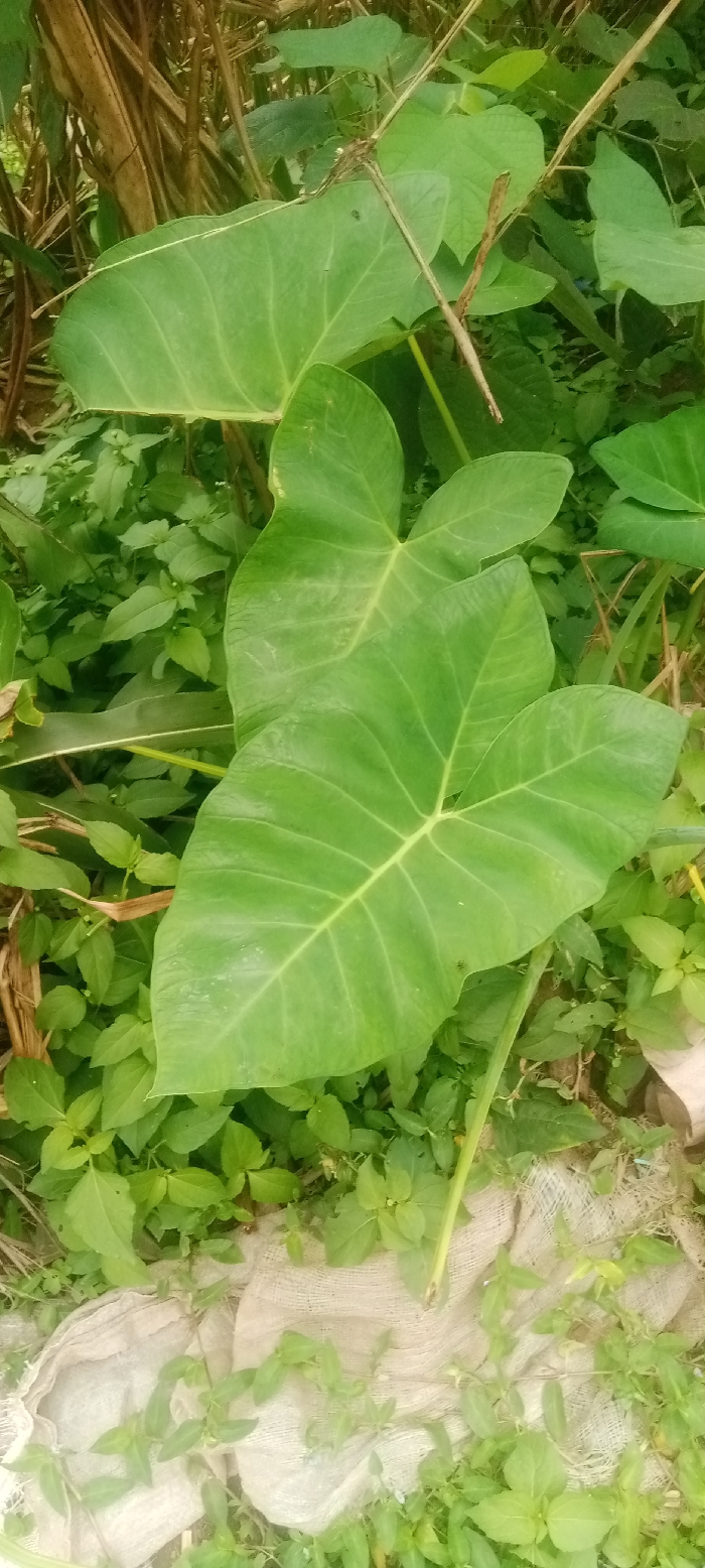 The image displays an outdoor botanical scene in Gauraka, Nigeria. The foreground and midground are dominated by several large, heart-shaped green leaves with prominent light-colored veins, consistent with taro or cocoyam plants. Surrounding these are numerous smaller green plants and undergrowth, forming a dense ground cover. In the upper left background, multiple dried brown plant stalks are visible. A piece of light-colored, coarse woven fabric, possibly burlap, lies on the ground in the lower section of the image, partially obscured by the surrounding ground vegetation. No individuals, animals, or additional man-made structures are present. The scene is illuminated by natural light.