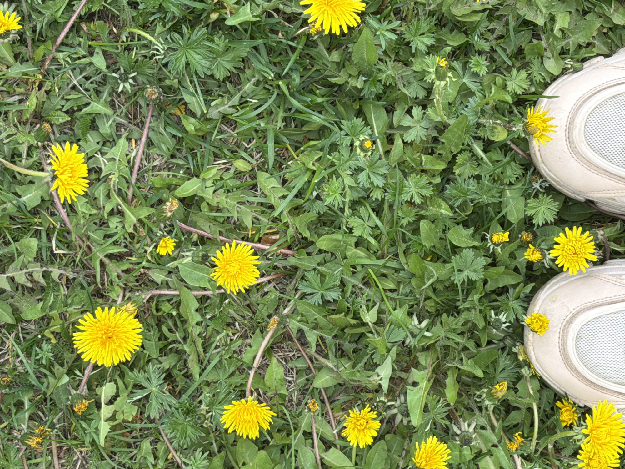 The image depicts a patch of grass with dandelions in an unidentifiable location. A pair of beige sneakers are partially visible on the right side of the frame, suggesting a person is standing nearby. The grass appears to be mixed with other types of foliage. The dandelions are in full bloom. The setting is not specific to Saint Petersburg, Russia, and no contextual clues suggest that location.