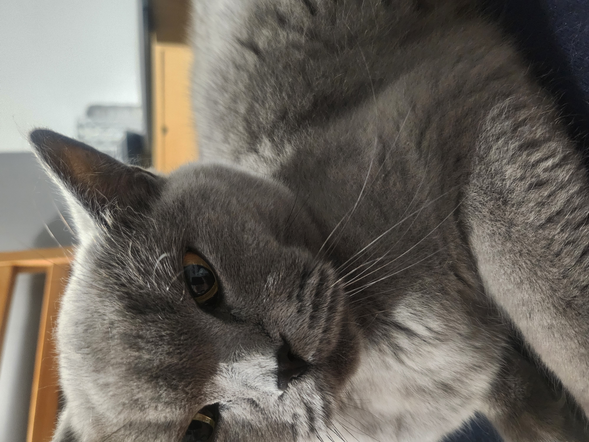 The image displays a close-up, head-and-shoulders shot of a British Shorthair cat with grey fur. The cat is looking towards the camera with its piercing yellow eyes. Its ears are erect and its whiskers are prominent. The background is softly blurred, showing hints of furniture and a wall, suggesting an indoor setting. The lighting appears to be artificial, casting a slight shadow on the cat's face. There is no indication of the location being Tsarevo, Bulgaria, or any other specific geographical place.