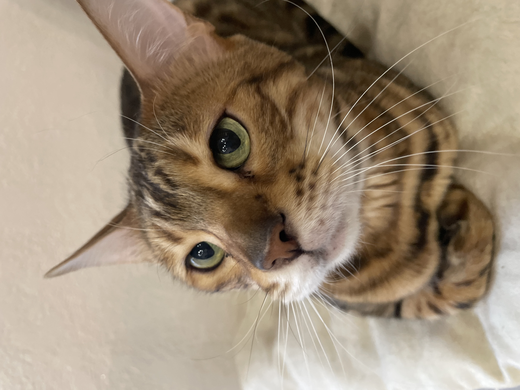 A close-up, high-angle shot reveals a brown Bengal cat with green eyes. The cat's striped fur pattern is visible, along with its numerous white whiskers. The cat is positioned on an off-white or light beige surface. The city and location are unknown.