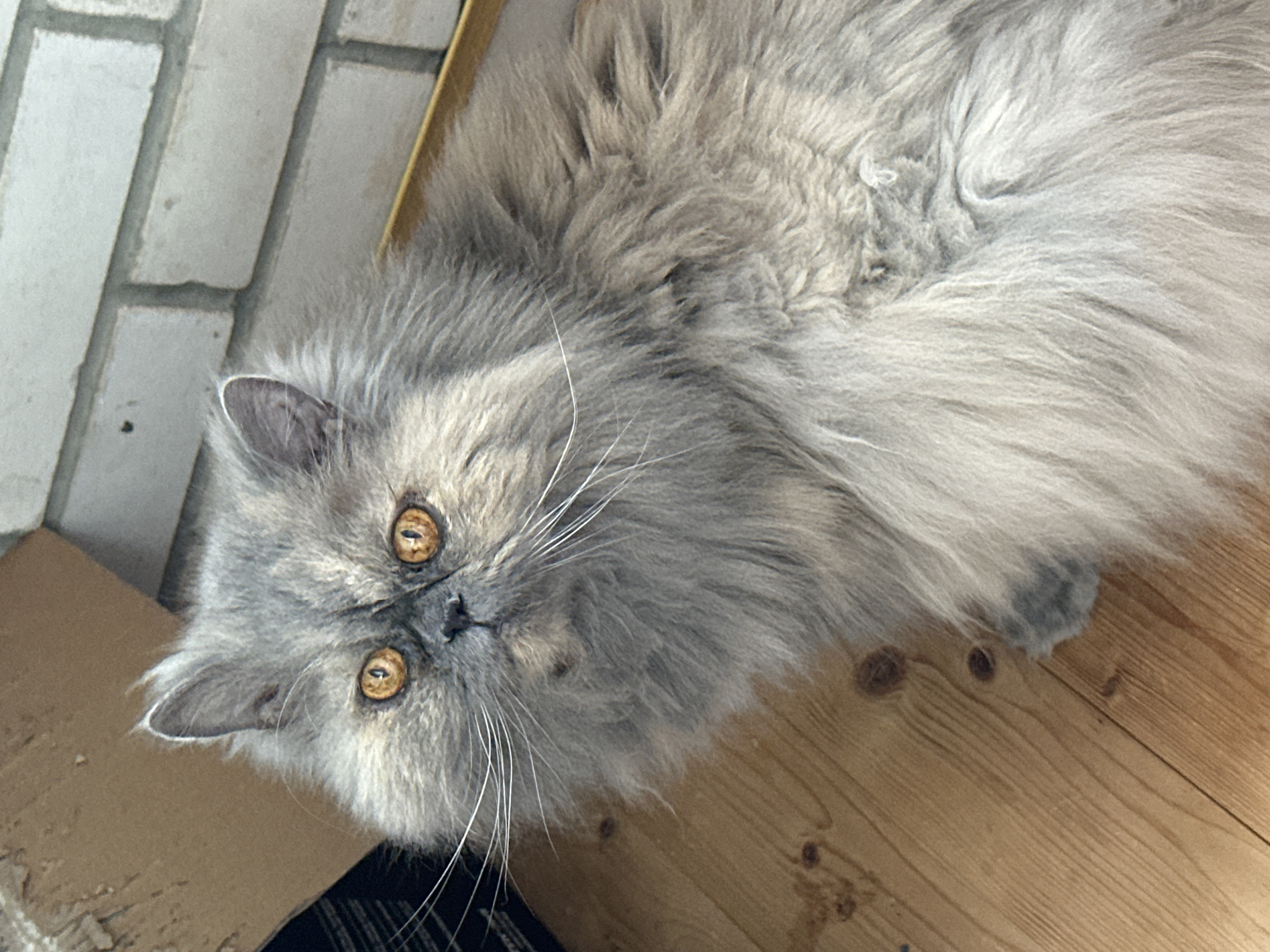 A fluffy, grey Persian cat with bright orange eyes is lying on a wooden floor. The cat's fur is long and appears well-groomed. Behind the cat, a brick wall is visible, and to the left, a piece of cardboard leans against a dark surface. The scene appears to be indoors, possibly in a residential setting. There are no people or any other animals in the image. The lighting suggests it is daytime, with natural light illuminating the cat and its surroundings. The overall atmosphere is calm and domestic.