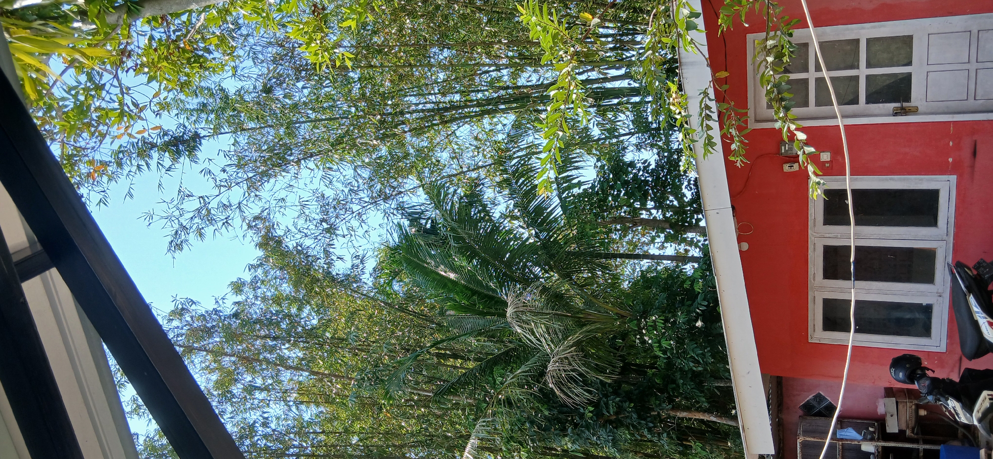 This is a medium shot, taken from below, looking up at a red building with a white trim under a canopy. In front of the building are three large, white-framed windows and a white-framed door. A motorcycle is parked in front of the windows. Above the building, lush green trees and bamboo stalks reach towards a clear blue sky. The image appears to be taken outdoors in a tropical or subtropical environment, likely in Pejaten, Indonesia, given the presence of tropical vegetation like bamboo and palm trees. The scene depicts a residential or small commercial building surrounded by abundant natural greenery.