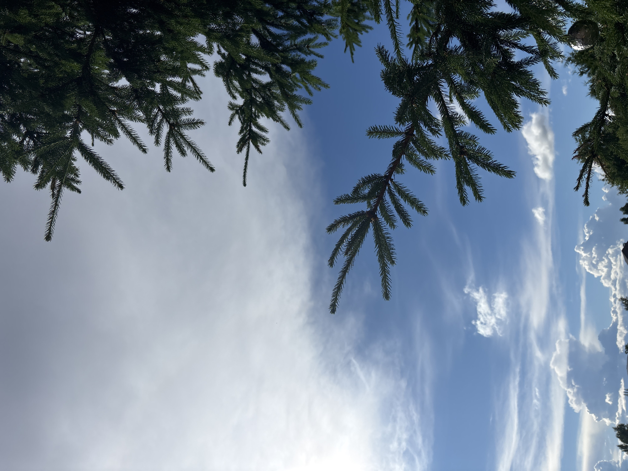 The image shows a view looking up at the sky through pine branches. The sky is a mix of blue and white, with wispy clouds and some scattered cumulus clouds on the right side. The pine branches are dark green and cast shadows on the sky. The overall impression is one of a bright, sunny day, possibly in the late morning or early afternoon. The branches suggest the image was taken outdoors in a natural setting, likely a forest or park. There are no people or discernible man-made objects in the frame, creating a peaceful and natural scene. The lighting suggests the sun is at a medium height in the sky, providing good illumination.