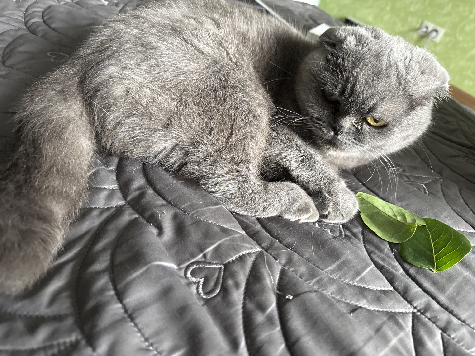 A grey Scottish Fold cat is lying on a dark grey quilted surface. The surface has a pattern of stitched lines and small hearts. The cat is facing to the right, with its head turned downwards, and its yellow eyes are visible. Two green leaves are placed on the surface to the right of the cat. The background is out of focus and appears to be a light green wall with a white electrical outlet and a cord. The image was taken in Pastavy, Belarus.