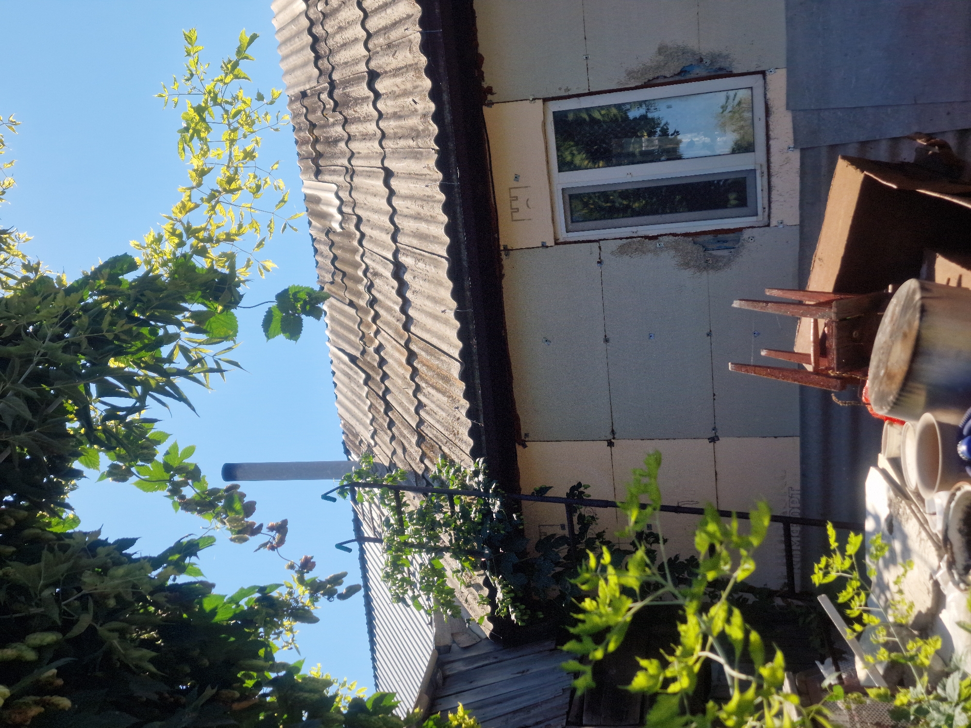 The image shows the exterior of a house with a corrugated roof and a window. There are green plants growing around the house, including some that are climbing up a ladder. A metal chimney is visible on the roof. In the foreground, there are some garden pots, a metal container, and a red chair. The scene appears to be in a rural or suburban area, possibly a backyard. The sky is clear and blue. The image is taken from a low angle, looking up towards the house and the sky. There are no people visible in the image. The house appears to be under construction or renovation, as evidenced by the exposed insulation panels around the window and the unfinished appearance of the walls. The presence of vegetation suggests a warm season, likely summer. The specific location in Makinsk, Kazakhstan, is not evident from the image itself.