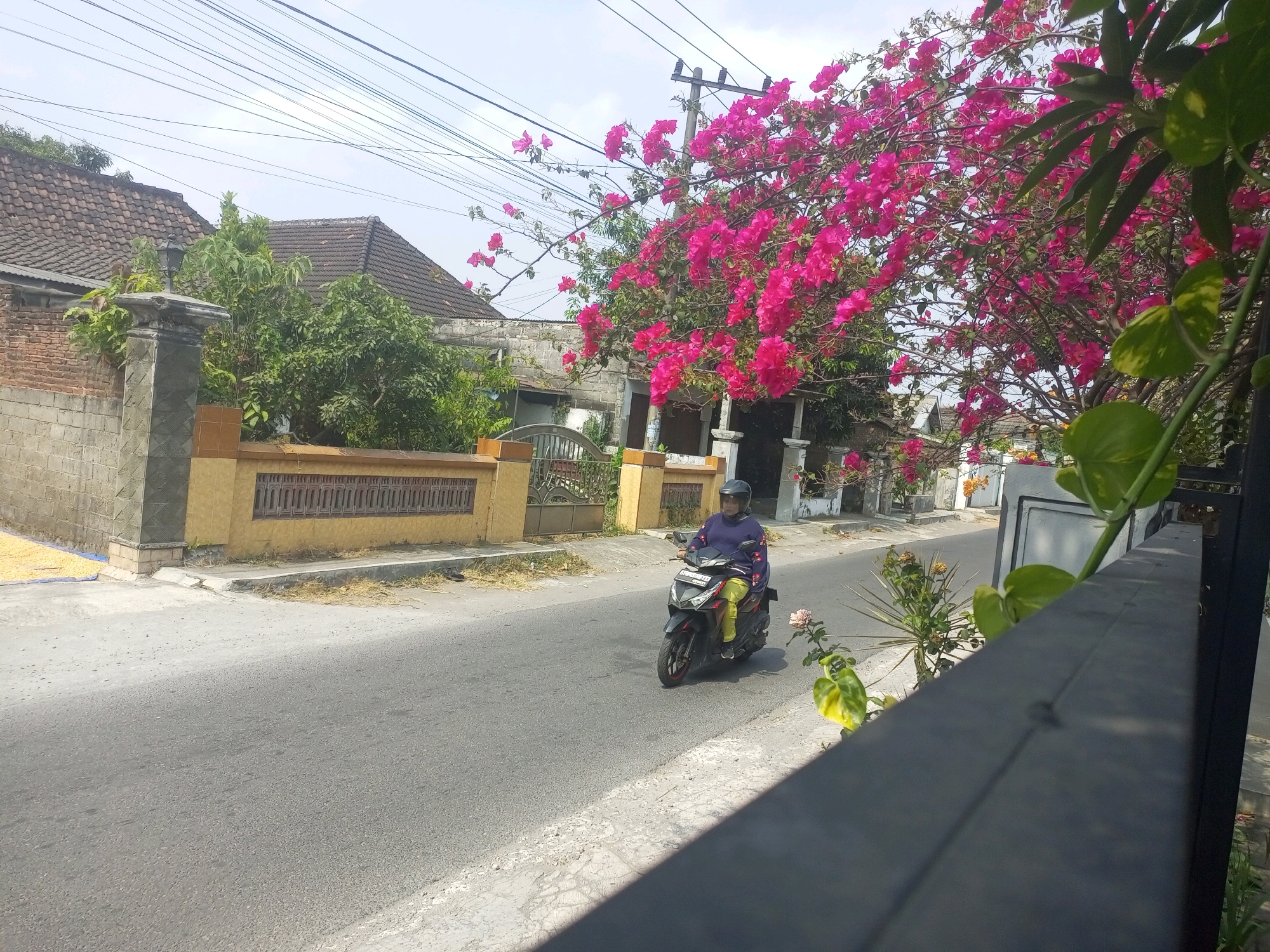 In Ngasem, Indonesia, a person wearing a purple long-sleeved shirt, yellow pants, and a black helmet rides a black motorcycle on a paved road. The person is positioned in the center of the frame, moving from left to right. To the left of the road, a brick wall with a yellow accent runs along the property line, leading to a gate with intricate metalwork. Behind the wall, houses with tiled roofs and lush green trees are visible. A vibrant pink bougainvillea tree with dense foliage and numerous bright pink flowers dominates the right side of the image, extending over the street and into the foreground. The sky is overcast with a light haze. A dark fence runs along the far right edge of the image, partially obscuring the view of the street and vegetation.