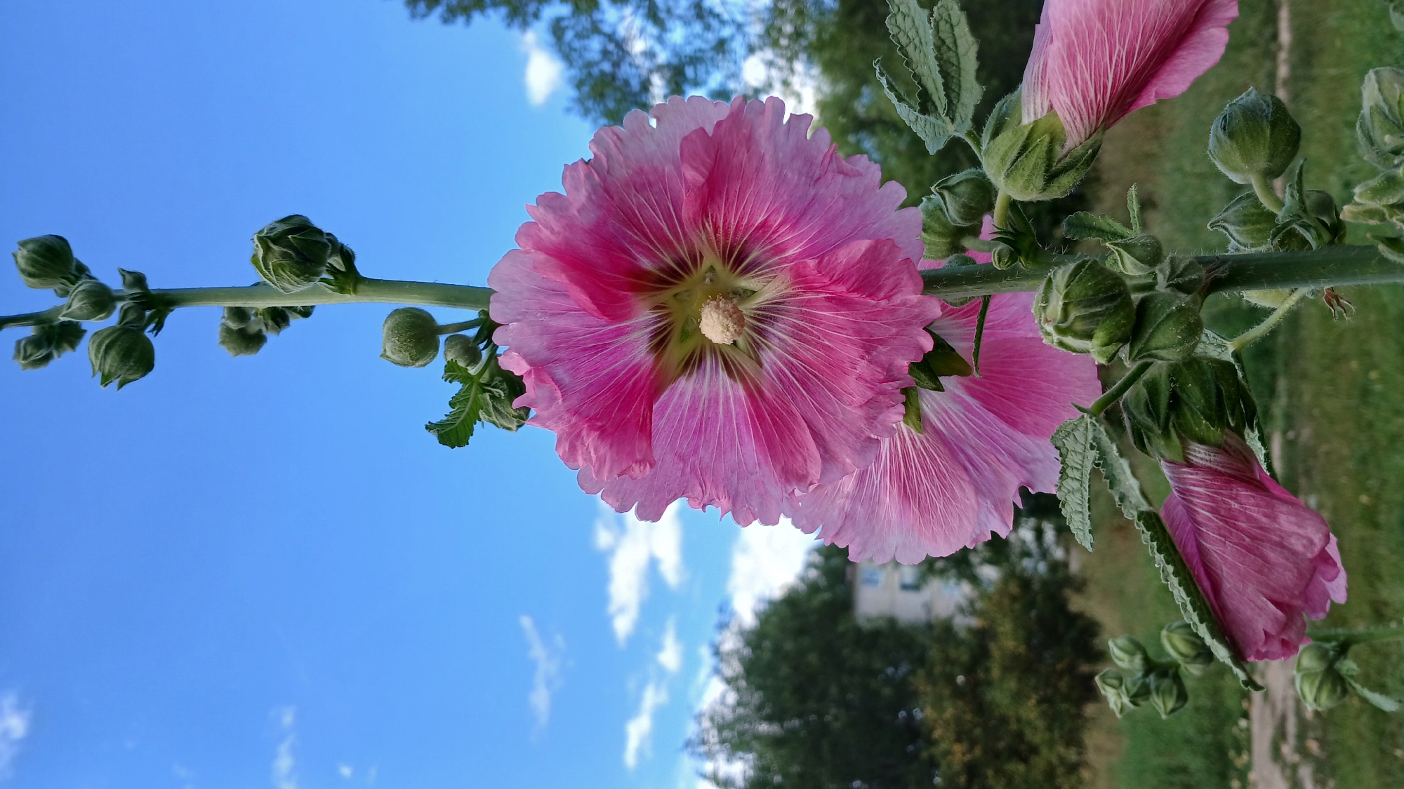 A close-up, low-angle shot features a tall, flowering plant with vibrant pink petals against a bright blue sky dotted with white clouds. The plant's stem is thick and green, supporting multiple unopened buds and large, fully bloomed flowers with delicate, crinkled petals and a light yellow center. The plant is in focus, while the background is softly blurred, showing a line of green trees, a building with a light-colored facade, and a grassy area. The scene appears to be outdoors, likely in a garden or park setting. The image does not contain any people or depict any specific actions or interactions. The overall atmosphere is natural and serene.
