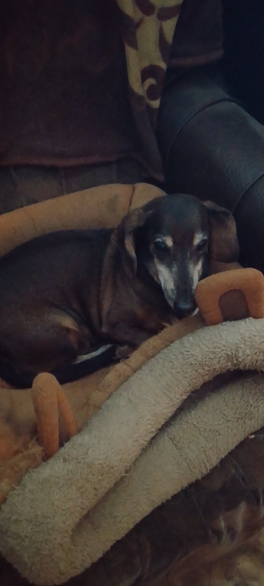 The image shows a dachshund resting on a dog bed. The dog is dark brown with graying fur around its muzzle. It is lying down, with its head resting on the edge of the bed. The dog bed is made of a soft, plush material and has a raised rim. The background is dark and appears to be a couch or chair. There is a patterned blanket or throw partially visible in the upper right corner of the image. The scene is dimly lit. No specific location in Belgorod, Russia can be determined from the image.