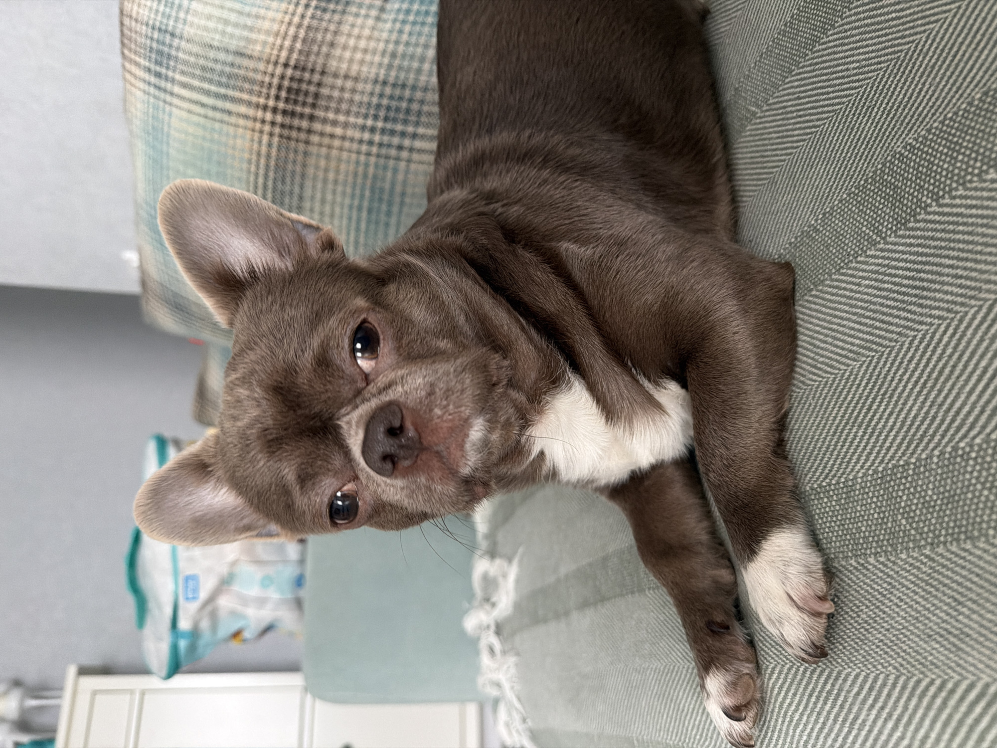 A gray and white chihuahua is lying on a blue and green herringbone patterned cushion. The dog has white markings on its chest and paws. A plaid pillow is behind the dog's head. In the background, there is a white dresser and a package of diapers. The location is not identifiable as Votkinsk, Russia.