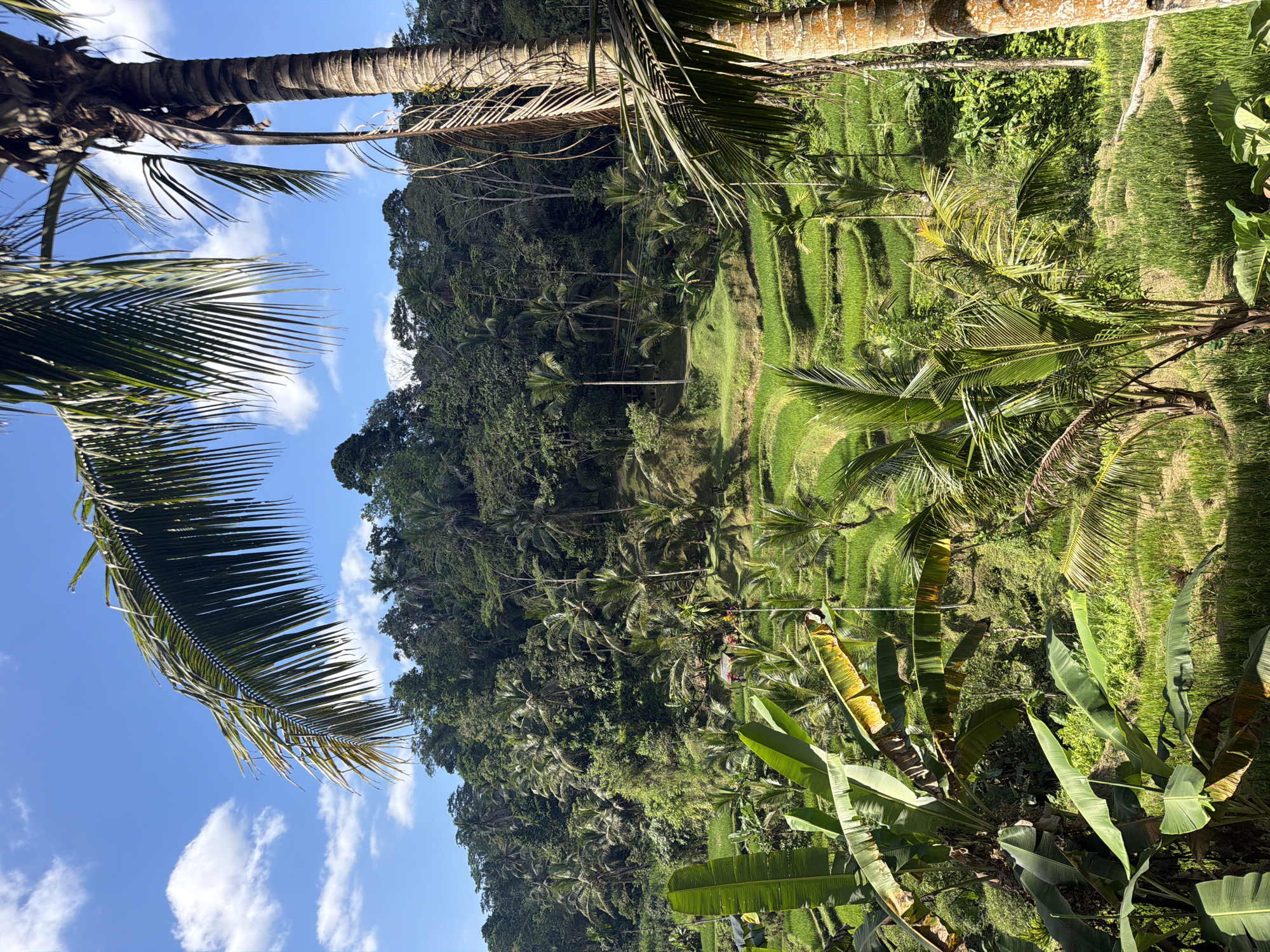 The image shows a lush green landscape with terraced rice paddies in Tegallalang, Indonesia. The scene is dominated by vibrant green vegetation, including numerous palm trees and banana plants in the foreground and middle ground. The rice paddies are carved into the hillside, creating a stepped pattern of verdant fields. In the background, a dense tropical forest covers the hills, creating a striking contrast with the cultivated fields. The sky above is a clear blue, dotted with a few fluffy white clouds. There are no people or animals visible in the image. The overall impression is one of natural beauty and agricultural abundance.