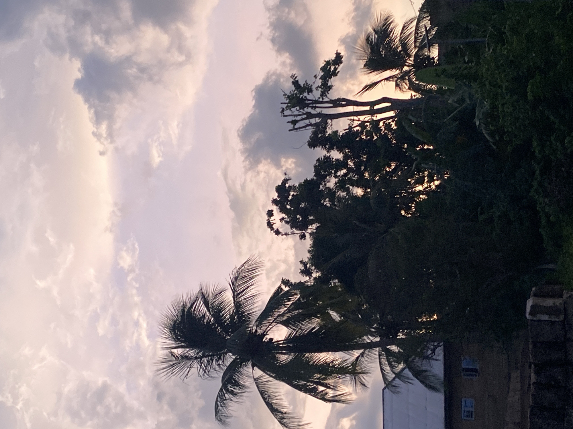 Captured from a low-angle, this image depicts a twilight or sunset scene possibly in Achara, Nigeria. The sky is filled with layered clouds, ranging from light pink to dark grey hues, indicating either the end of the day or an approaching storm. Silhouetted against the colorful sky are several trees. The dominant tree is a palm tree in the foreground, its fronds spread out, partially obscuring a building with two visible windows in the lower right. Other trees with dense foliage further back are also silhouetted. A brick wall or structure is present on the extreme right. The lighting suggests the sun is setting or obscured by clouds, creating a backlighting effect. No people are visible in the scene.