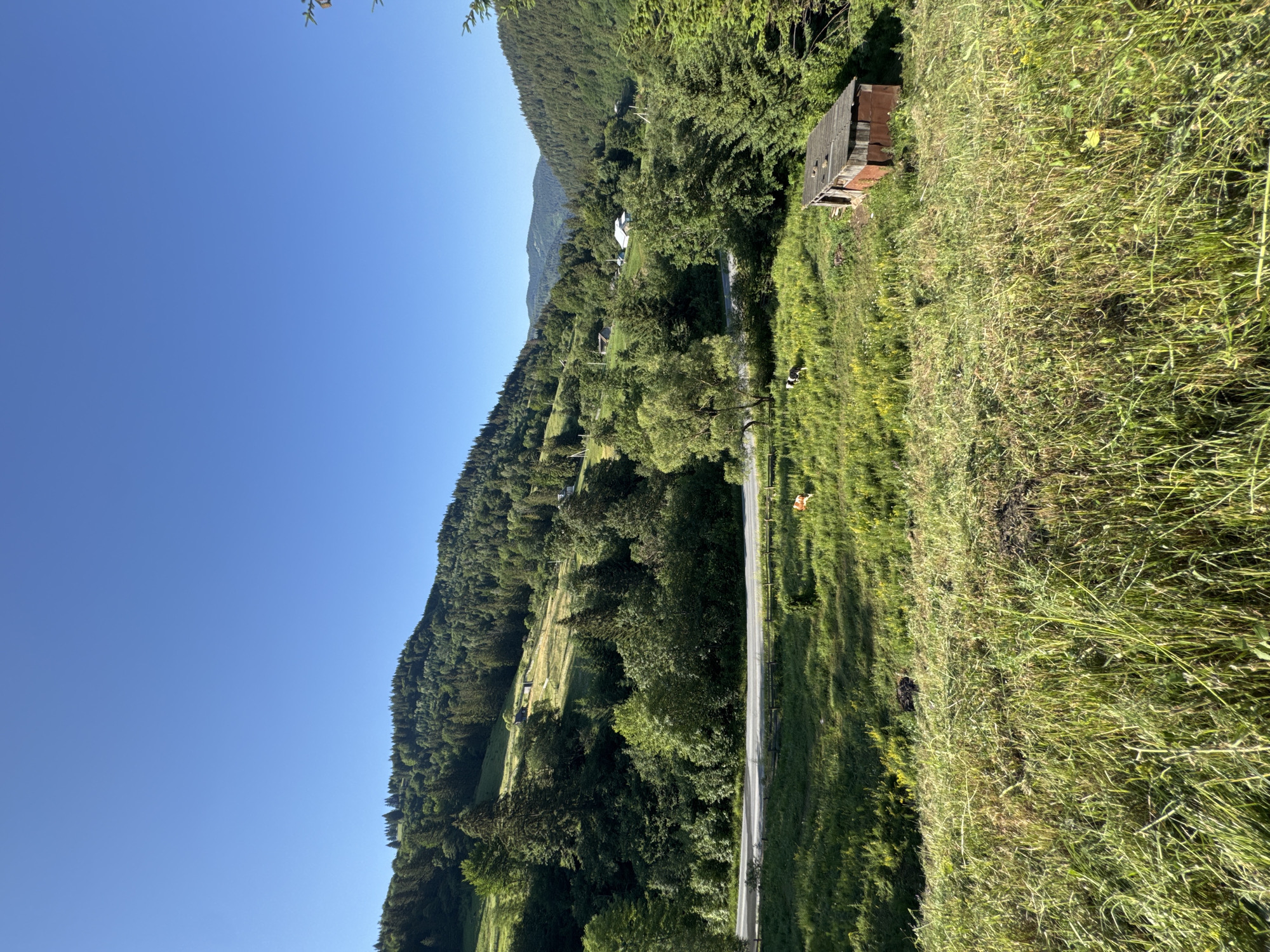 The image depicts a pastoral landscape in Bukovets, Ukraine, under a clear blue sky. In the foreground, a grassy field slopes upwards, with patches of yellow wildflowers and some freshly cut grass visible. To the right, a small, dilapidated wooden shed with a rusty tin roof stands in the field. Further up the slope, a paved road curves through the landscape. Beyond the road, lush green hillsides are covered with dense evergreen and deciduous forests. Scattered across the hills are a few small buildings with white roofs, suggesting a rural settlement. Two animals, possibly cows or sheep, are visible grazing in the mid-ground field near the road. A small black and white dog is also present in the grassy area. The overall scene conveys a sense of rural tranquility and natural beauty.