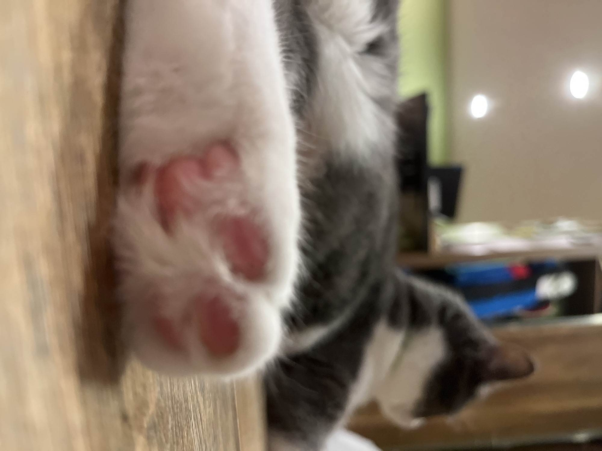 A close-up, low-angle shot focuses on the front paw of a gray and white cat, which is lying down on a wooden floor. The paw, with its visible pink toe beans, is in the foreground and is slightly out of focus. The cat's body extends into the background, showing its gray and white fur. The environment includes a blurred background with what appear to be ceiling lights and possibly furniture or clothing items on a rack. The scene does not provide any specific details to indicate its location within the city of Ureki, Georgia.