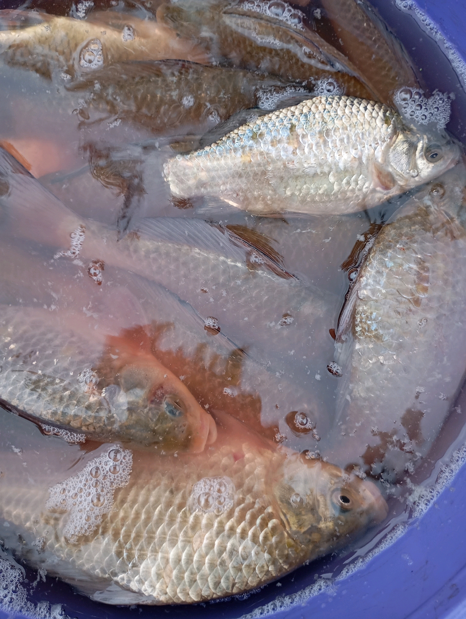 A close-up, high-angle shot shows a purple bucket filled with water and several small fish. The fish, of varying sizes and shades of silver and brown, are partially submerged, with some showing scales and fins. Bubbles are visible on the surface of the water and on some of the fish. The overall scene suggests a catch of live fish, possibly from a local fishing spot in Horishni Plavni, Ukraine. The lighting is natural, with some reflections on the water's surface.