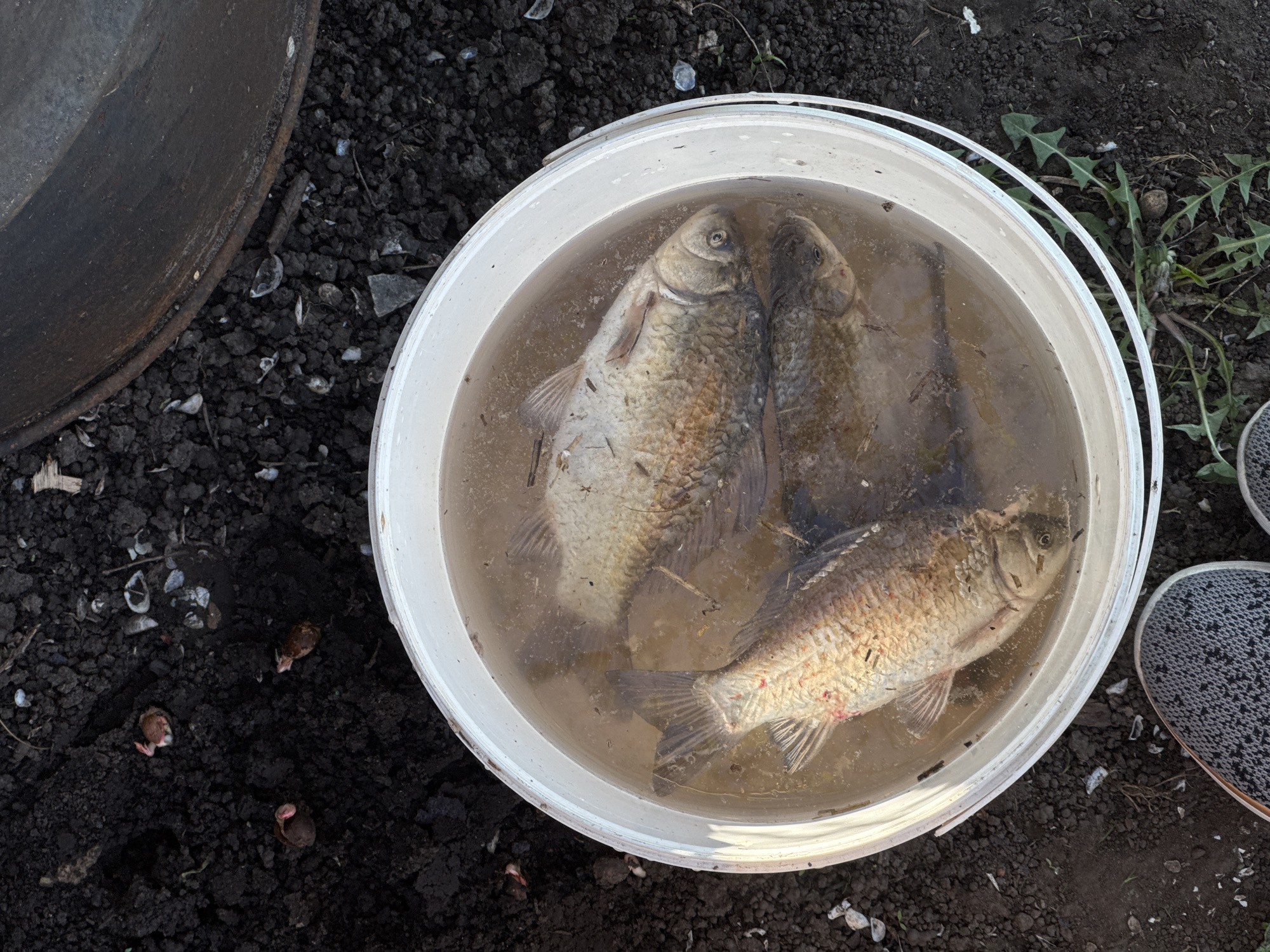 A top-down shot reveals a white bucket filled with murky water containing three fish, situated on dark, disturbed soil. A portion of a dark metallic container is visible to the left of the bucket, while the edge of a shoe appears on the right. The surrounding environment consists of soil, small stones, and sparse vegetation.