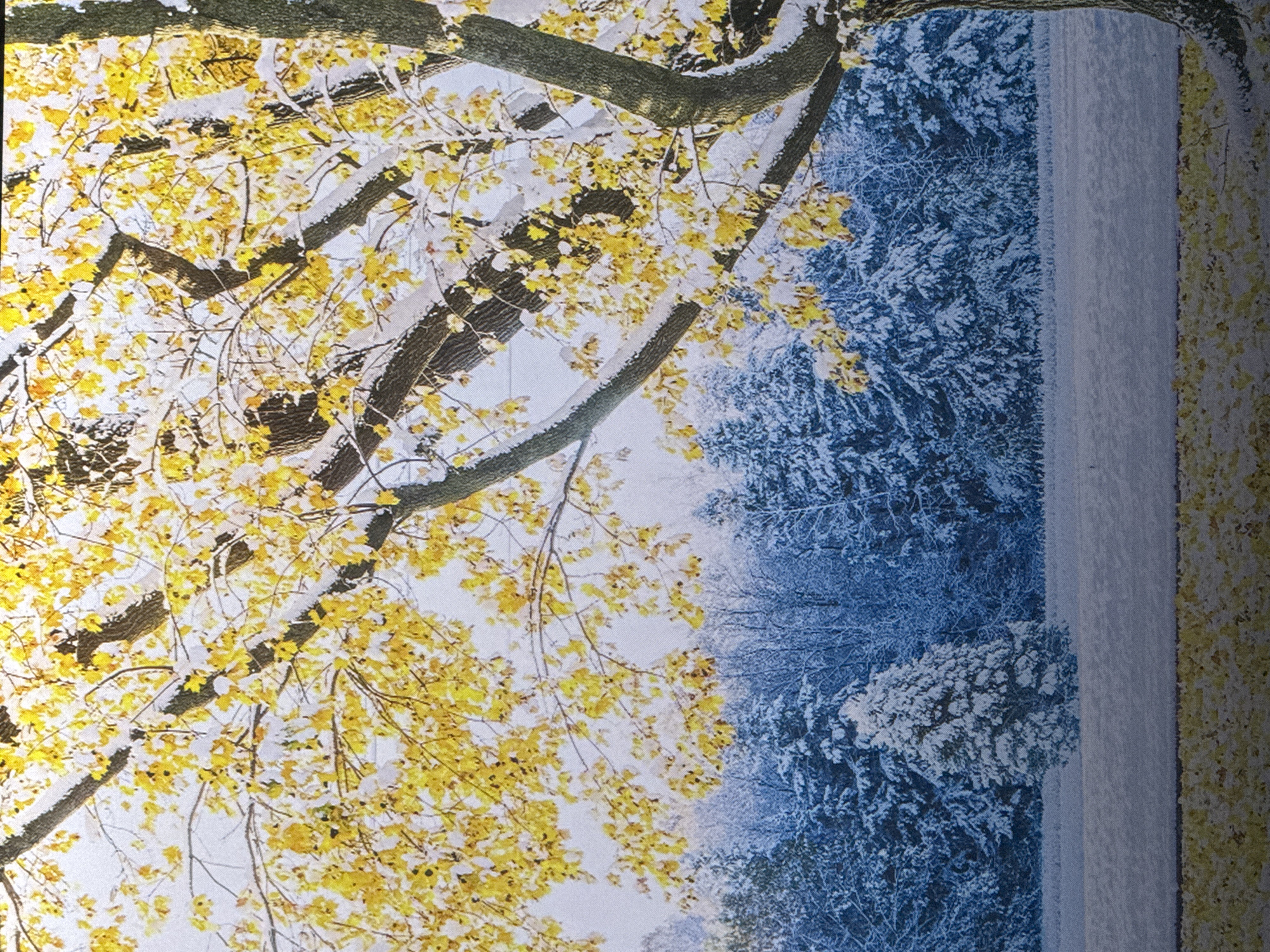This image depicts a natural scene with a tree in the foreground and a forest in the background, covered in snow. The tree has yellow leaves, suggesting it is autumn or early winter, and snow is visible on its branches and leaves. The forest behind is densely populated with coniferous trees, also blanketed in snow, creating a blue hue due to the lighting. The ground in the foreground appears to be a snow-covered field with some fallen yellow leaves visible at the bottom. There are no people or man-made structures in the image. The scene evokes a sense of transition between seasons, with elements of both fall and winter present. The location is not specified within the city of Saratov, Russia.