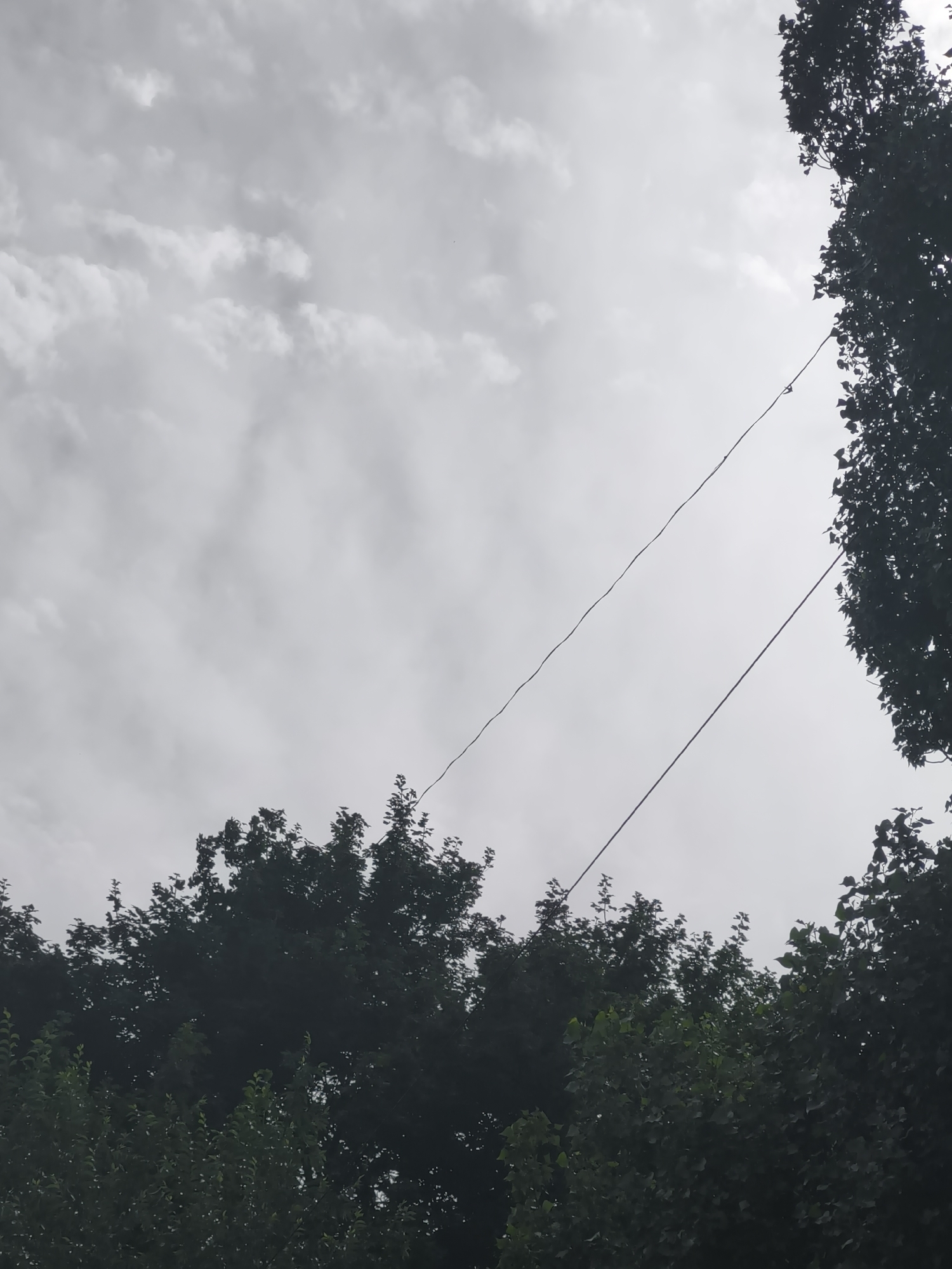 This image depicts an outdoor scene featuring a cloudy sky with a few trees in the foreground and middle ground. Two thin wires, likely power lines or telephone wires, are stretched diagonally across the frame, extending from the upper right towards the lower left. The trees are lush and green, obscuring much of the ground and giving the impression of a natural or park-like setting. The sky is overcast with a soft, diffused light, suggesting it is daytime. The clouds are varied, with some appearing fluffy and others more wispy. No people or animals are visible in the image. The overall mood is calm and somewhat muted, consistent with an overcast day. There is no visible text in the image. The location context provided is Chișinău, Moldova, which aligns with the visual elements of trees and sky commonly found in urban or suburban environments.