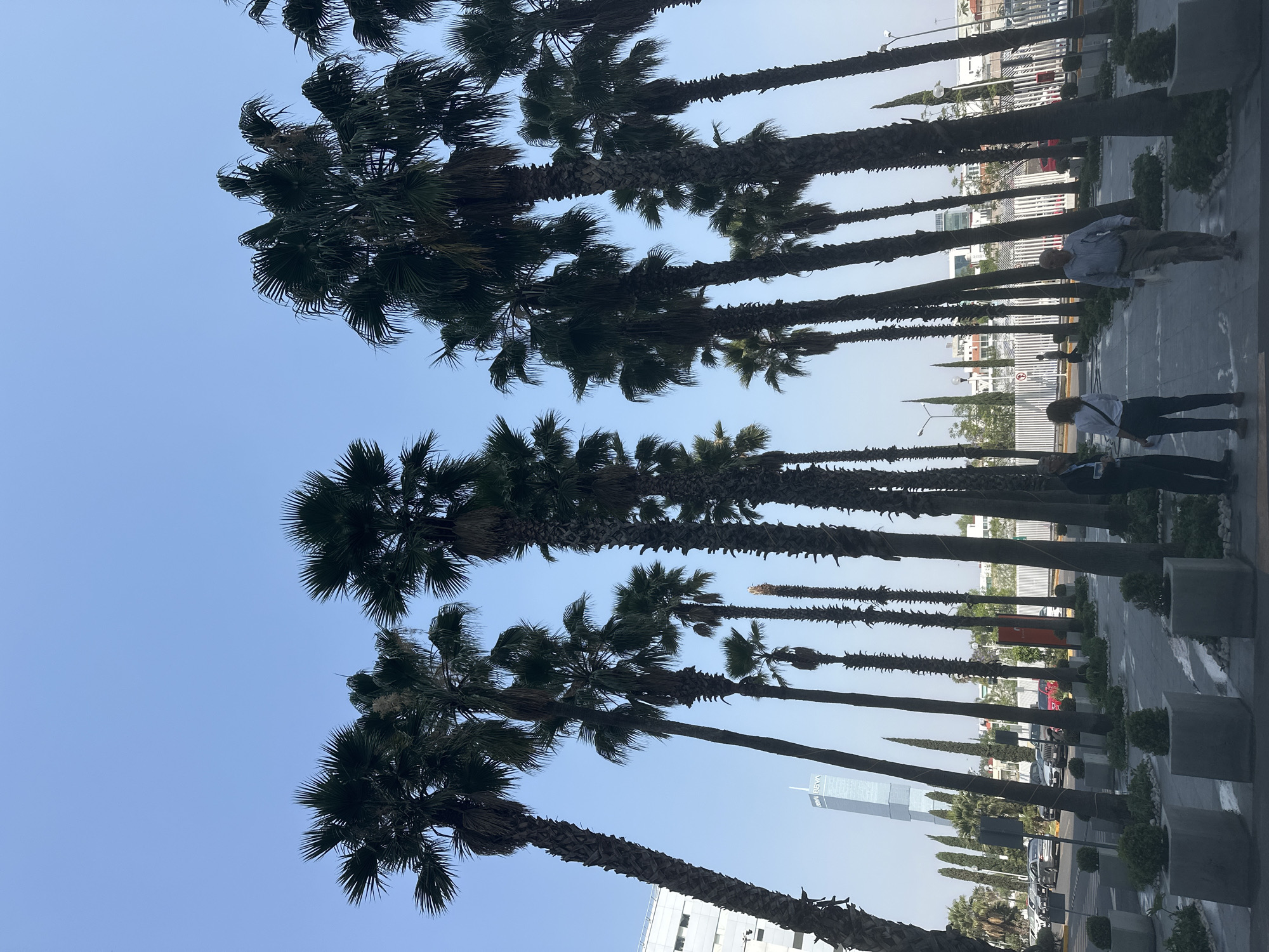 A street in the city of Puebla, Mexico, is lined with tall palm trees against a clear blue sky. Two people are walking down the sidewalk; the first person is wearing a white shirt and the second person is wearing a button-down shirt and beige pants. Behind the trees, there are buildings and vehicles.