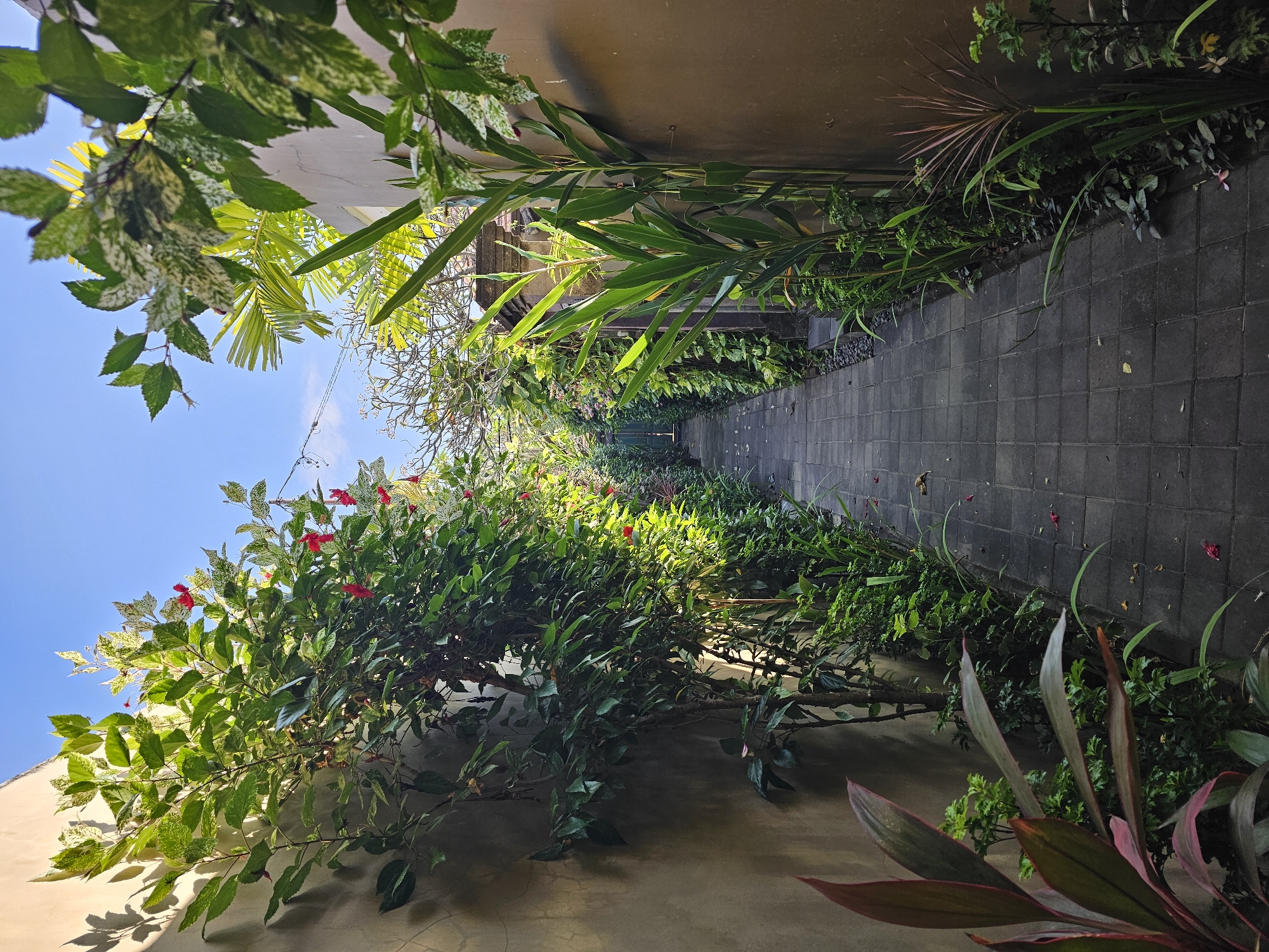 The image captures a paved pathway lined with lush green foliage and tropical plants, leading into a garden area. The pathway is constructed of dark gray, rectangular paving stones. On the left side of the pathway, a light-colored wall is partially covered by dense green leaves and some small red flowers. On the right side, the pathway is bordered by a wall of similar color, with tall, thin green stalks of plants growing alongside it. The scene is bathed in natural sunlight, casting shadows on the wall and pathway. The sky is visible above, appearing clear and blue. The overall impression is one of a serene and well-maintained outdoor space, possibly a pathway in a residential garden or a resort in Denpasar, Indonesia.