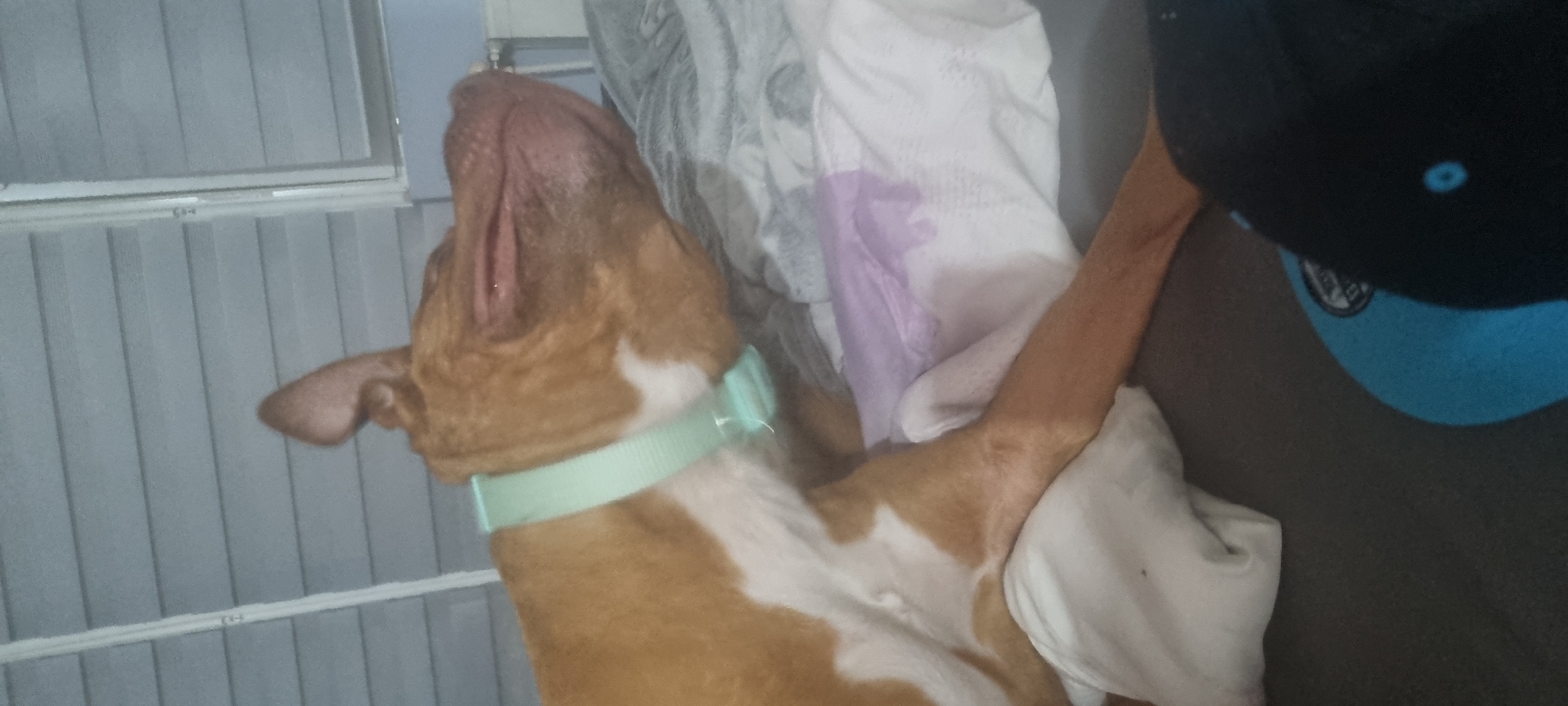 A medium, tan-colored dog with a white chest is reclining on its back on top of a white blanket with gray and purple patterns on it. A light green collar is around the dog's neck. A navy blue baseball cap with a blue brim sits to the right of the dog, on a gray couch. In the background, to the left, there is a white vertical blind.