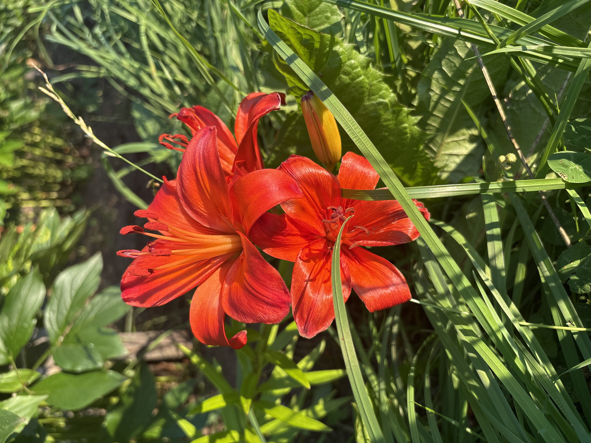 The image depicts a close-up view of two vibrant red lily flowers with prominent stamens and petals. The flowers are positioned in the foreground, surrounded by lush green grass and leaves, with sunlight casting shadows. In the background, out-of-focus green foliage and a wooden post are visible, suggesting a garden or natural outdoor setting. The image appears to have been taken outdoors, possibly in a residential yard or park. The location is identified as Большелуг, Russia, though no specific landmarks or indicators within the image confirm this.