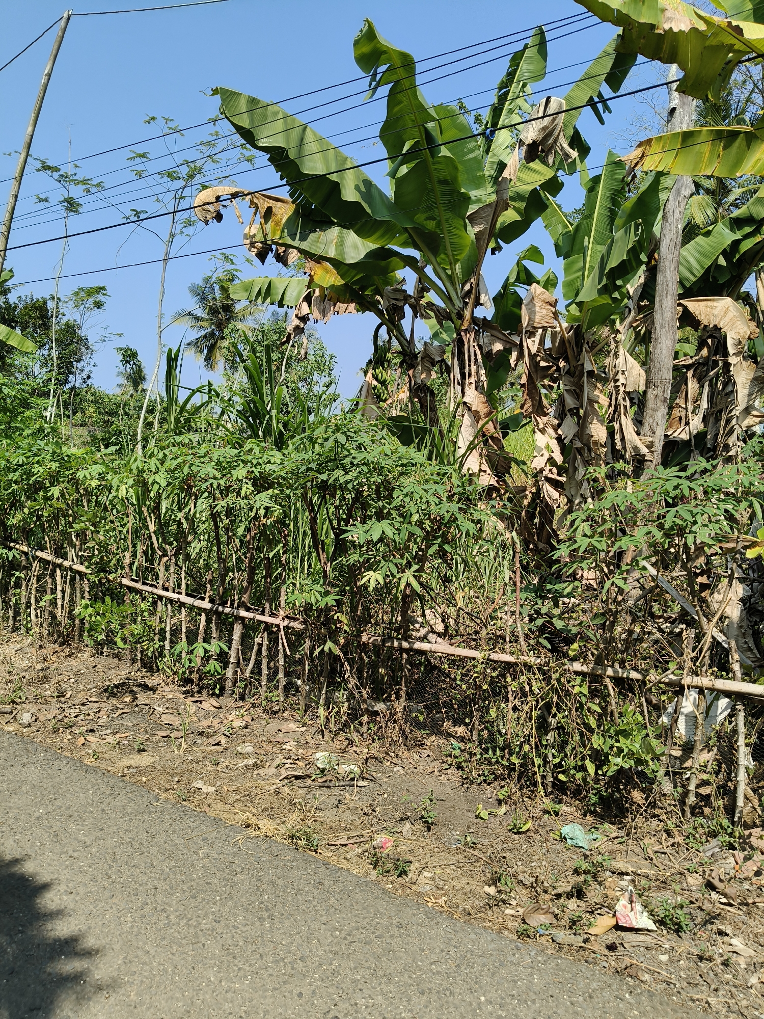This is a vertical, medium shot photograph taken from a low angle on a sunny day in Desa Karangjaladri, Indonesia. In the foreground, a gray asphalt road occupies the bottom left corner, with a shadow of foliage cast across it. Behind the road, dry earth and sparse vegetation extend towards a makeshift fence constructed from bamboo poles and branches, supporting a dense wall of green plants with palmate leaves. Beyond the fence, several banana trees with large, broad leaves, some of which are dried and brown, stand prominently. Various other types of foliage, including what appears to be tall grass, are interspersed throughout the scene. Overhead, clear blue sky is visible, with thin electrical wires strung between poles and branches. The overall impression is of a rural roadside scene.