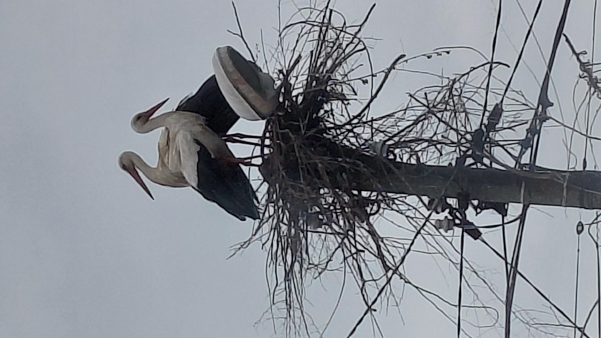 Two white storks are perched on a large nest constructed on top of a utility pole. The nest appears to be made of sticks and branches. The background is a cloudy sky. The location is the city of Unknown, Unknown.