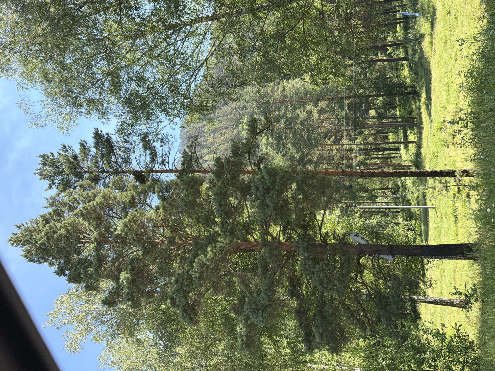 This image depicts a sunlit forest scene in Ust'-Muny, Russia. A tall pine tree with dense green needles dominates the foreground, its trunk dark and textured. To its left and right are lighter green deciduous trees, their leaves appearing more feathery. In the background, a dense forest stretches up a sun-dappled hillside, with numerous pine trees creating a textured pattern against the bright blue sky. The ground in the foreground is covered in lush green grass, with some scattered wildflowers. A thin, white pole with a white object attached to it is visible on the trunk of the main pine tree. Further back, what appear to be power lines and another pole are visible, suggesting proximity to human infrastructure. The overall impression is one of a peaceful, natural environment on a clear, warm day.