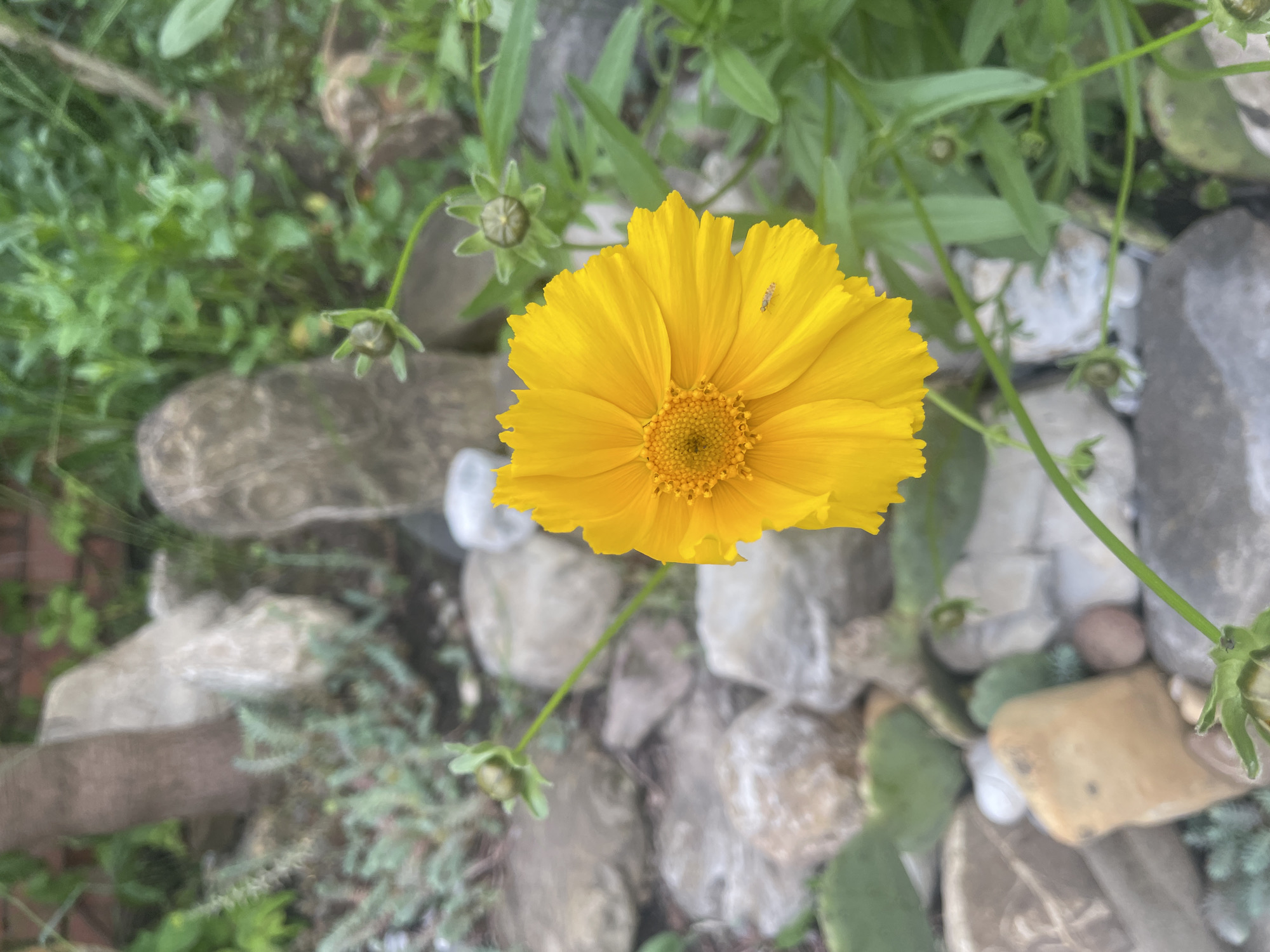 A yellow Coreopsis flower, possibly Coreopsis lanceolata, is in focus, with an insect on one of its petals. The flower is surrounded by various rocks and greenery. No people are visible. The location is not determinable to be Olginka, Russia, based on the provided image content.
