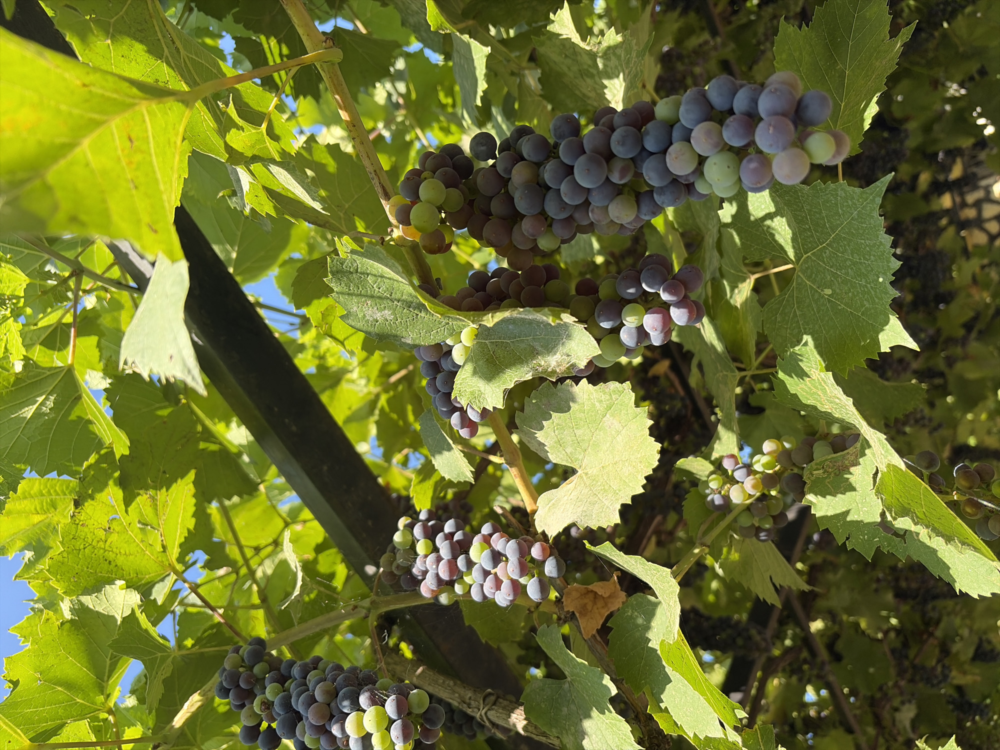 The image shows several clusters of grapes hanging from a vine under a bright, clear blue sky. The grapes are a mix of purple, green, and some reddish hues, indicating they are at various stages of ripeness. The vine is supported by a dark-colored, possibly metal, structure, and large, green grape leaves are abundant, creating a canopy. Sunlight dapples through the leaves, casting shadows on the grapes and foliage. The overall scene is one of a vineyard or garden setting, likely during a warm season. This image was taken in Oxentea, Moldova.