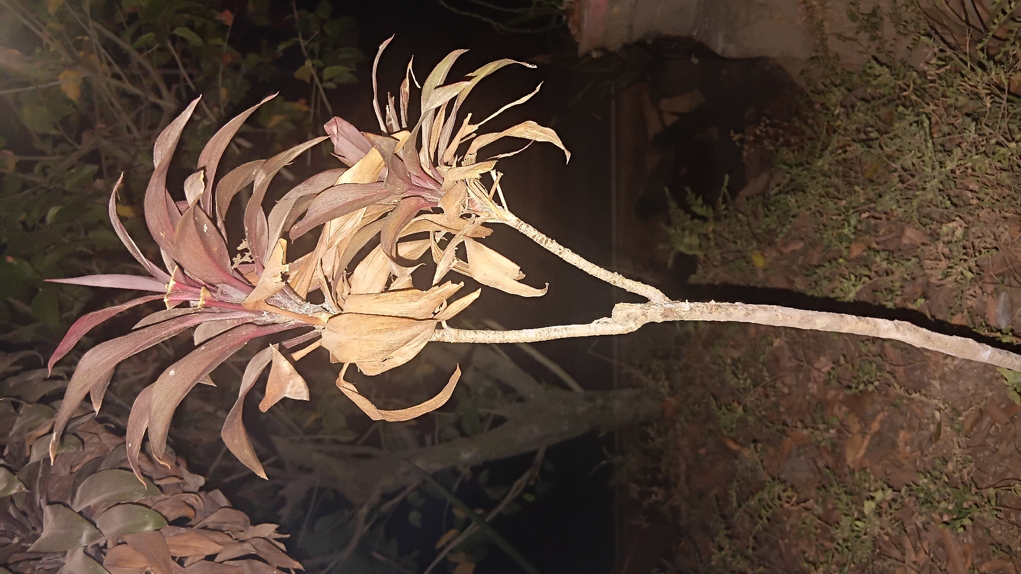 This image captures a close-up view of a dried plant with reddish-brown leaves. The plant has a main stalk that branches into two at the top, with several dried, elongated leaves extending upwards. The background is dark, with hints of greenery and trees, suggesting an outdoor environment. The lighting suggests it was taken at night, possibly with artificial light illuminating the plant. The ground beneath the plant is covered in dry leaves and some sparse vegetation. The overall impression is of a neglected or dormant plant in a natural or garden setting at night. The location is specified as Prabumulih, Indonesia.