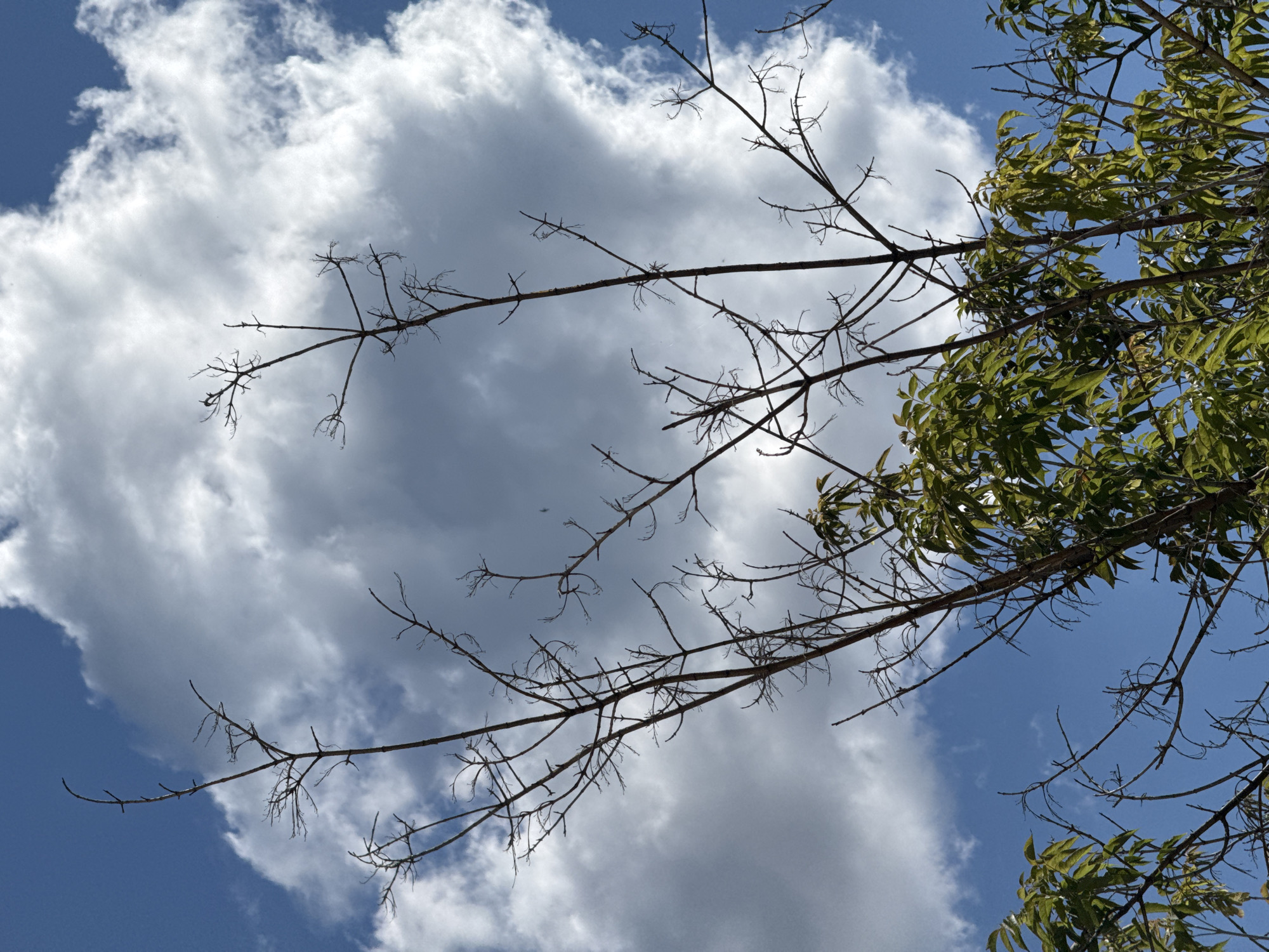 A low-angle shot captures the branches of a tree against a bright blue sky and fluffy white clouds. The branches are a mixture of bare, dark brown twigs and sections of vibrant green leaves. The bare branches form intricate patterns against the sky, with some extending upwards and outwards in delicate, skeletal forms. The green leaves are concentrated at the bottom and on the right side of the image, appearing lush and healthy. The sky is a clear, deep blue, interrupted by large, cumulus clouds that are illuminated by sunlight, creating soft shadows and highlights. The image appears to be taken outdoors on a sunny day.
