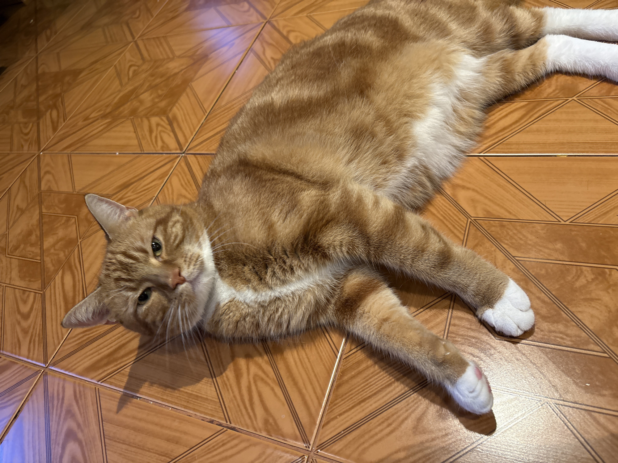 An eye-level indoor photograph shows a relaxed orange and white tabby cat lying on a patterned tiled floor in Dolna banya, Bulgaria. The cat is stretched out on its side, extending its front and back legs. Its head is slightly lifted, and its eyes, a greenish-yellow hue, are looking directly towards the viewer with a calm expression.
The cat's fur is predominantly orange with distinctive darker tabby stripes across its back and head, while its chest, belly, and all four paws are white. One of its front paws has a visible pink toe pad. The floor consists of brown, square tiles arranged in a geometric pattern that suggests a stylized wood grain. Grout lines are visible between the tiles. The lighting appears to be indoor, with some reflections on the glossy tile surface, including a subtle blueish glow in the upper left quadrant of the image. The scene captures a moment of quiet repose for the domestic animal. There is no visible text.