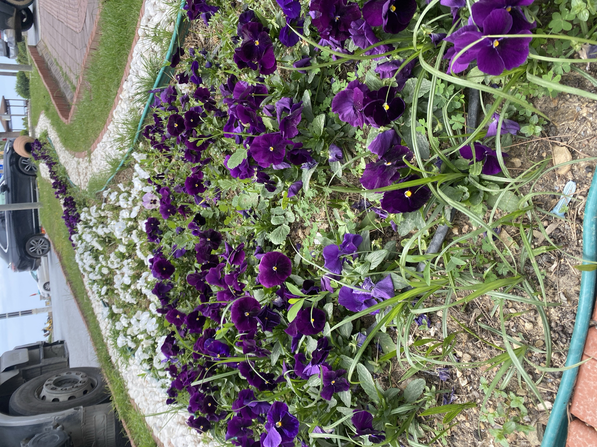 A ground-level shot displays a flower bed in Alanya, Turkey. The bed is edged with white pebbles and contains a row of white flowers transitioning to a dense planting of purple pansies. Interspersed among the pansies are various grasses and small green plants.
A green hose runs along the bed's edge, acting as a divider. To the left, a pathway with red brick borders and a grassy median runs parallel to the flower bed. Beyond the pathway, parts of a dark-colored SUV and a large truck are visible. The setting suggests a public space or garden area in an urban environment.