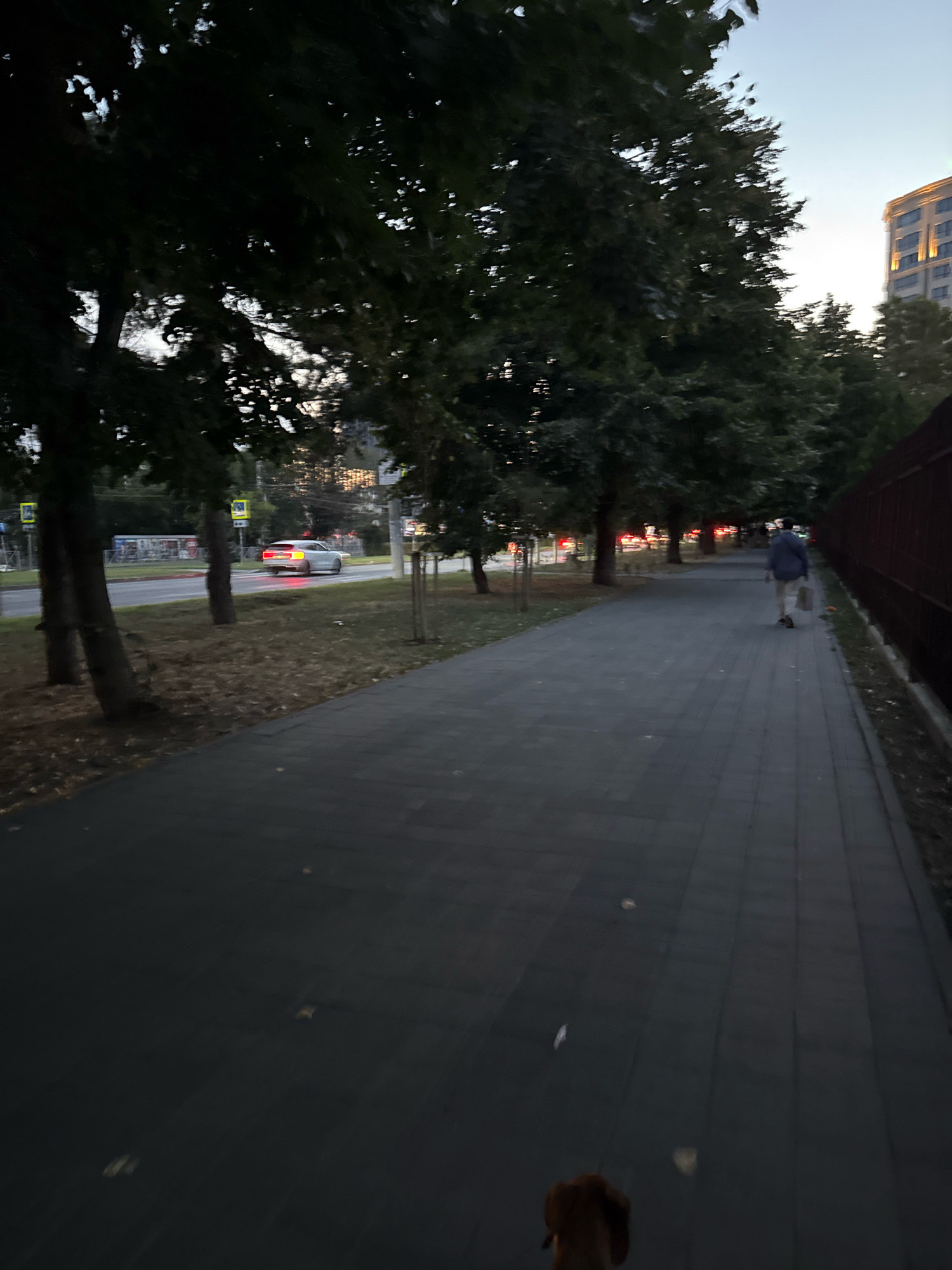 A person is walking on a sidewalk with a brown dog on a leash. The sidewalk is paved with dark gray square tiles and is lined with trees. A street is visible to the left of the sidewalk, with a white car driving on it. In the background, a tall building with illuminated windows stands against a clear sky. The scene appears to be in a city setting during dusk or early evening.