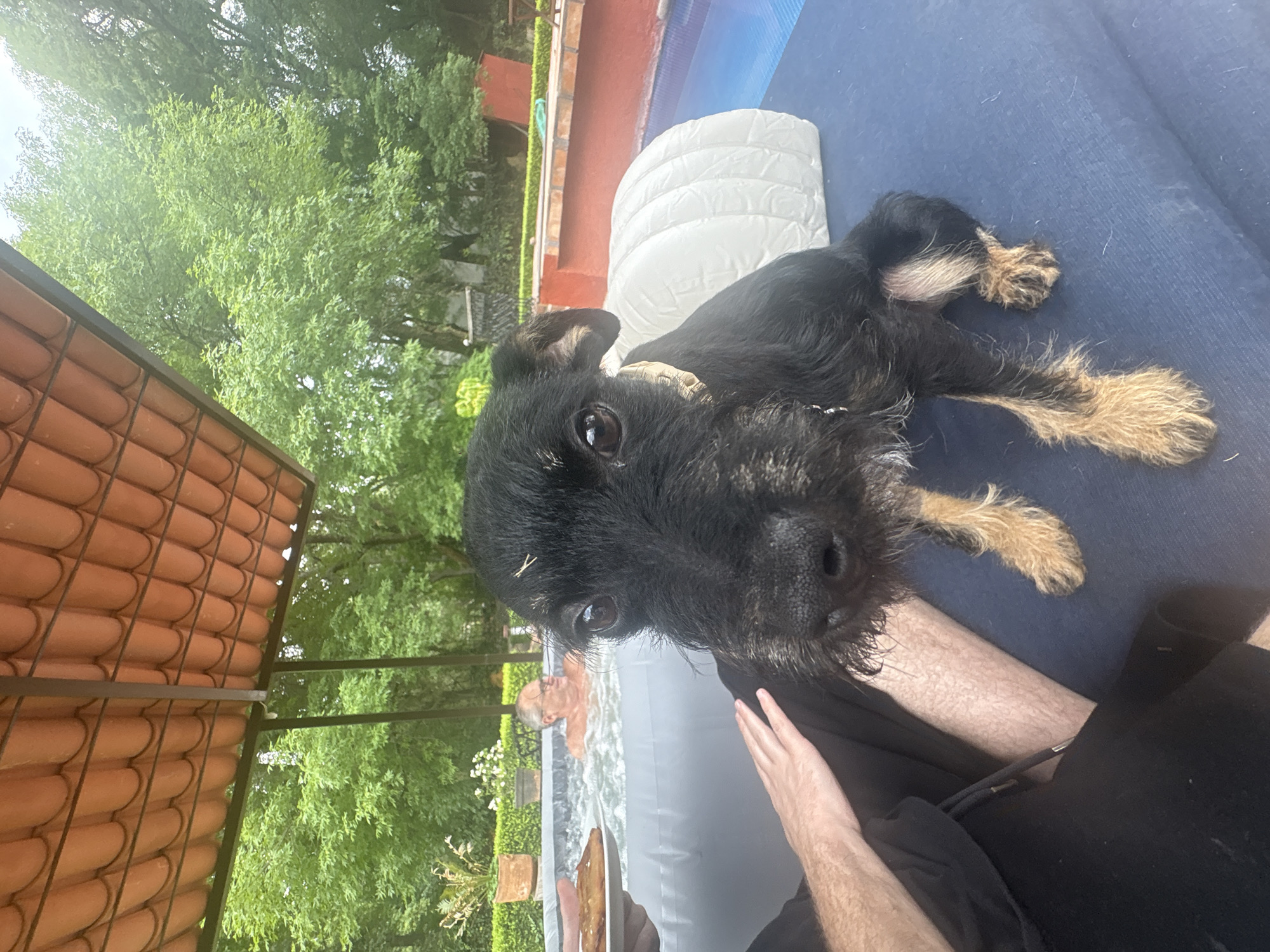 A black terrier-mix dog with tan markings on its paws and muzzle lies on a blue cushioned surface outdoors, seemingly near a pool, as indicated by a white headrest-style pillow behind it and reflections of blue water nearby. The dog is in close proximity to the viewer, as part of a leg and hand, presumably belonging to a human, are visible in the foreground. The backdrop includes a patio cover with red tiles, lush green foliage, and trees, suggesting a garden or yard setting. The scene is likely in Cañada de Madero, Mexico.
