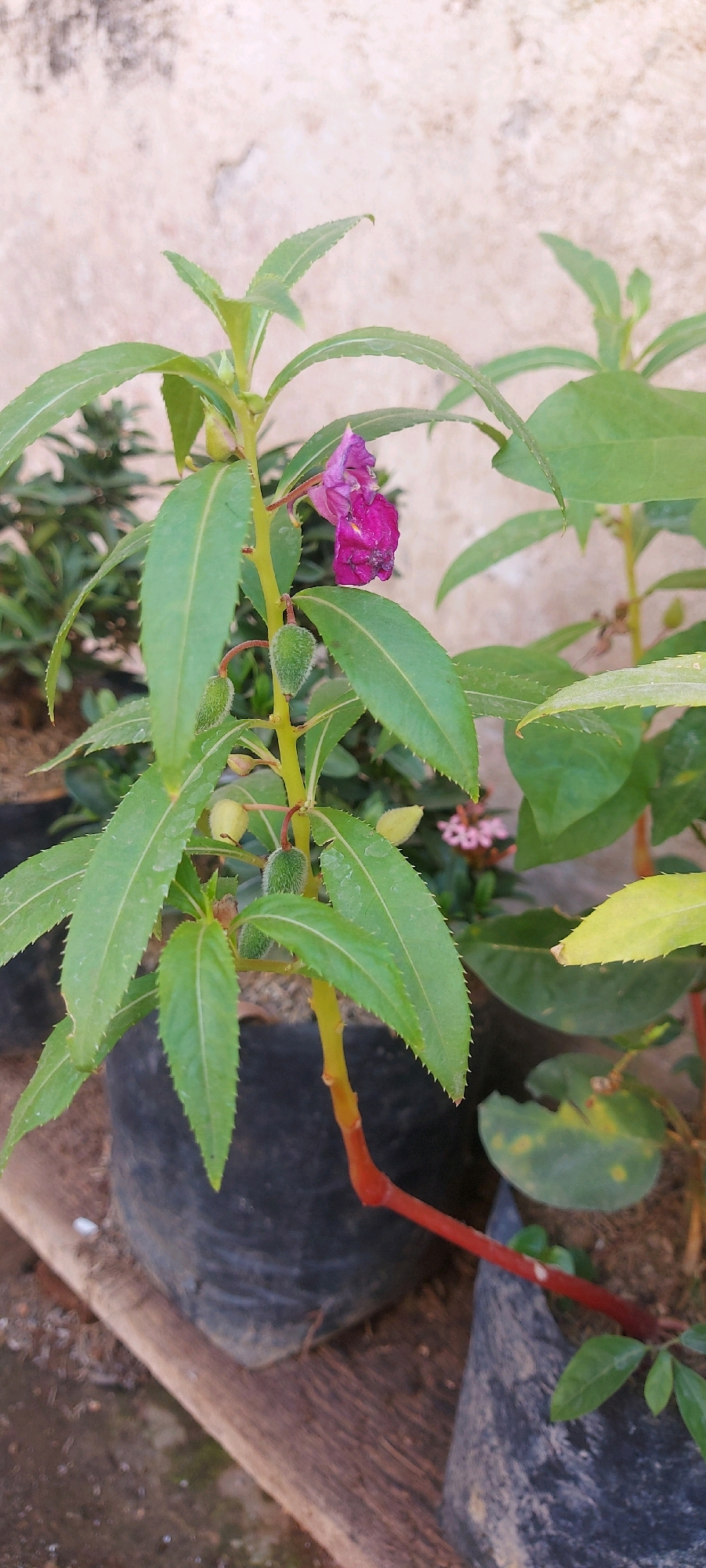 A close-up shot focuses on a Balsam plant in a black plastic pot, positioned outdoors against a textured, light-colored wall. The plant features vibrant green, serrated leaves and a single, delicate pinkish-purple flower at the top of its stem. Several small, fuzzy green seed pods are also visible on the stem. The plant's stem transitions from green to a reddish hue near its base, which is partially obscured by the pot and a wooden plank. The background shows more foliage and the wall, suggesting a garden or outdoor planting area. The overall scene is well-lit, indicating daytime. This scene is located in Jatisari, Indonesia.