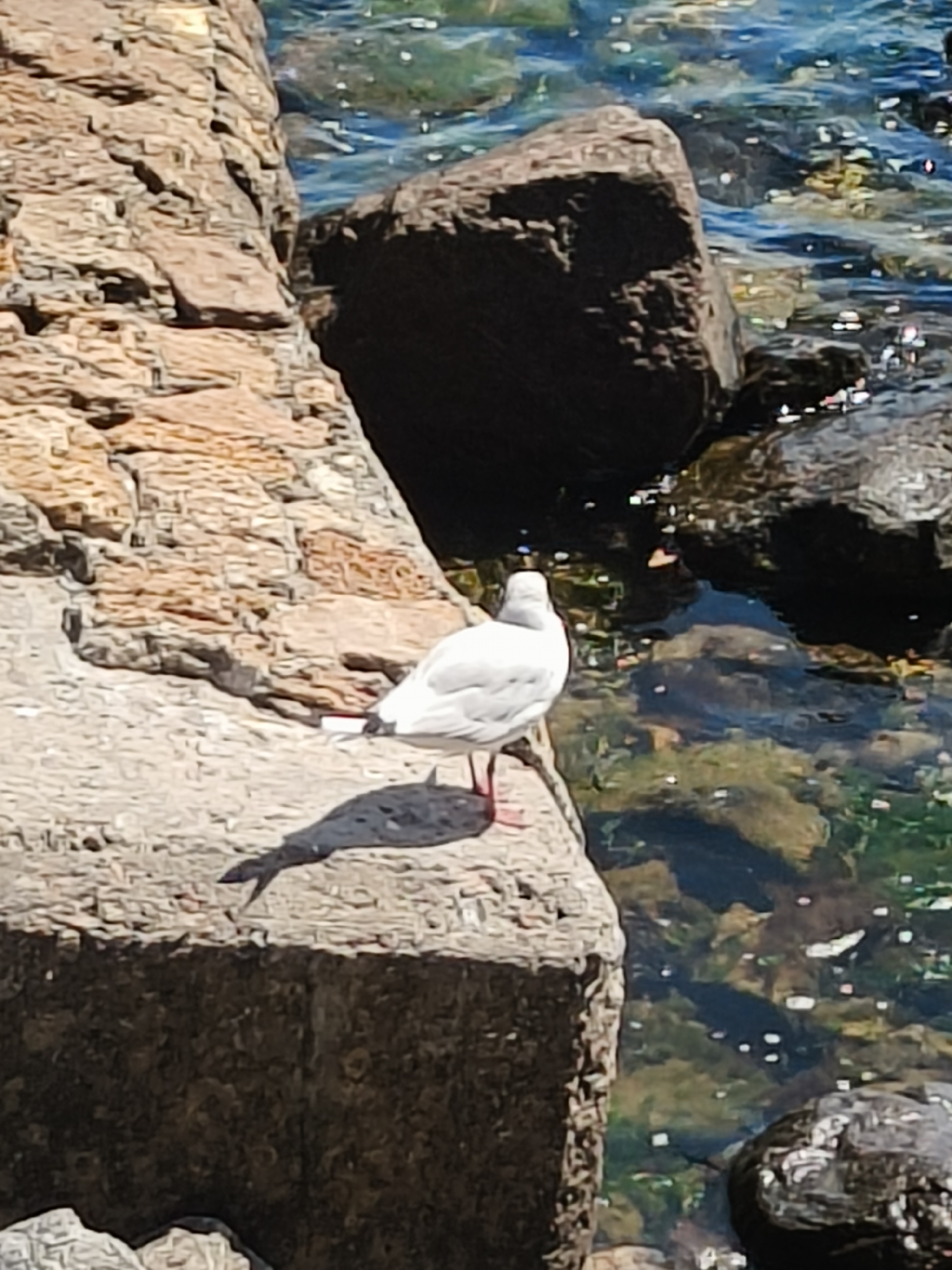 A white bird, likely a seagull, stands on a flat rock near the water's edge. The bird is facing right, with its head slightly down. The rock it stands on is weathered and textured, with a shadow cast behind it. The water is clear, revealing submerged rocks and what appears to be seaweed or algae. The background consists of larger, dark rocks and the shimmering surface of the water, reflecting sunlight. The scene suggests a coastal or harbor environment in Odesa, Ukraine.
