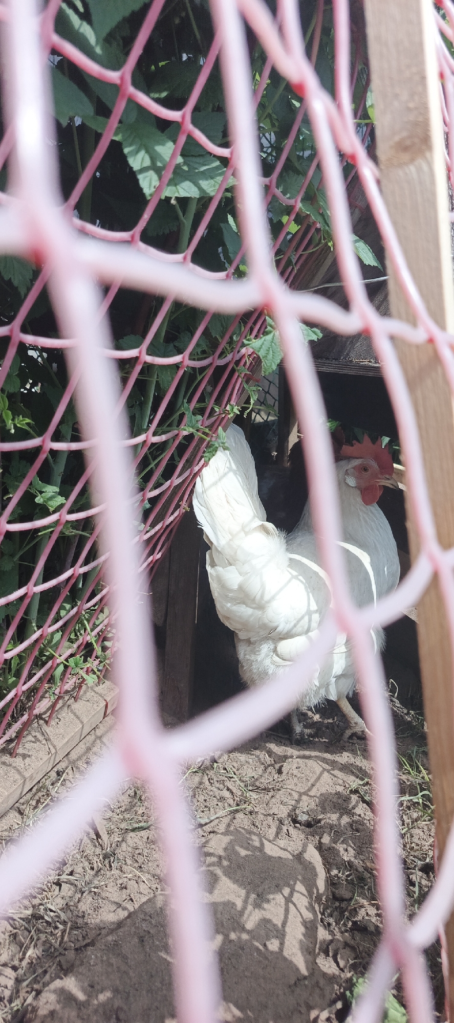 The image captures a white domestic chicken through a pink plastic netting fence in Ваньки, Russia. The chicken, featuring a prominent red comb and wattles, stands on dry, light brown earth with sparse green growth, positioned near the shaded entrance of a wooden structure, likely a coop. A vertical wooden post is visible adjacent to the chicken on the right. The immediate foreground is occupied by the out-of-focus pink netting, creating a grid. In the background, dense green foliage is evident, illuminated by direct sunlight which casts shadows on the ground. A horizontal wooden beam is partially discernible in the lower-left portion of the scene.