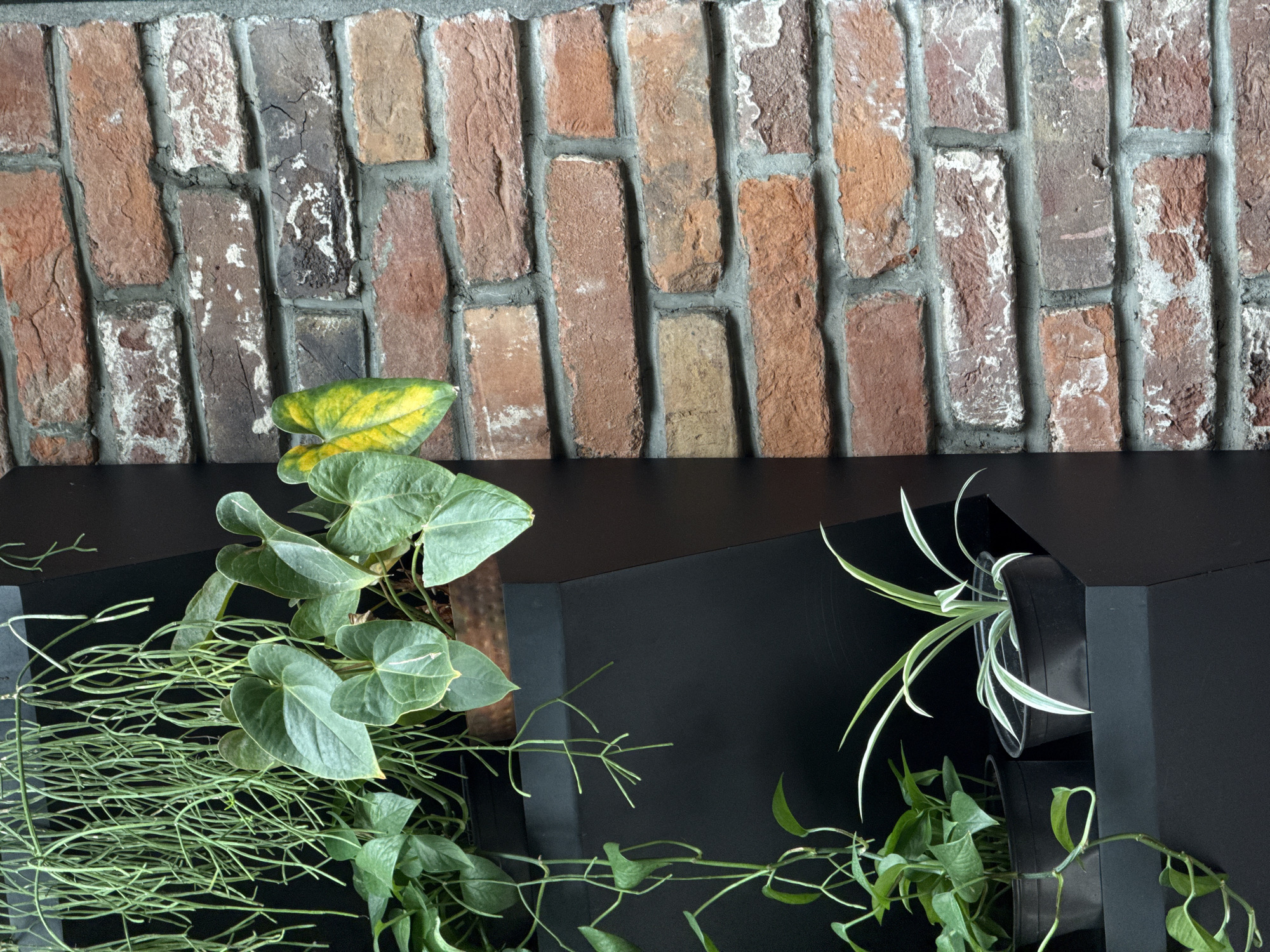 This image depicts a static indoor or shaded outdoor scene in the city of Izhevsk, Russia, bifurcated vertically between a cultivated plant display and a brick wall. The left two-thirds of the composition feature a multi-tiered, dark-colored (likely black) display system holding several potted plants. At the top, a dense curtain of thin, elongated, light green stems, characteristic of a *Rhipsalis* species, hangs downwards. Below this, on an upper tier, a plant with several large, heart-shaped, dark green leaves is visible, one leaf notably displaying prominent yellow variegation. A vining plant with smaller, ovate green leaves trails downwards from an upper pot. On a lower black shelf, two additional plants in dark pots are present; one is a vining plant with green leaves, and the other is a *Chlorophytum comosum* (spider plant) with variegated green and white striped leaves. The right third of the image shows an exposed brick wall composed of irregularly shaped bricks in various shades of red, brown, and orange. The mortar lines are consistently light gray. Many bricks exhibit significant white efflorescence or weathered residue, particularly on their surfaces and edges, indicating age or moisture exposure. No individuals or discernible actions are present within the frame.