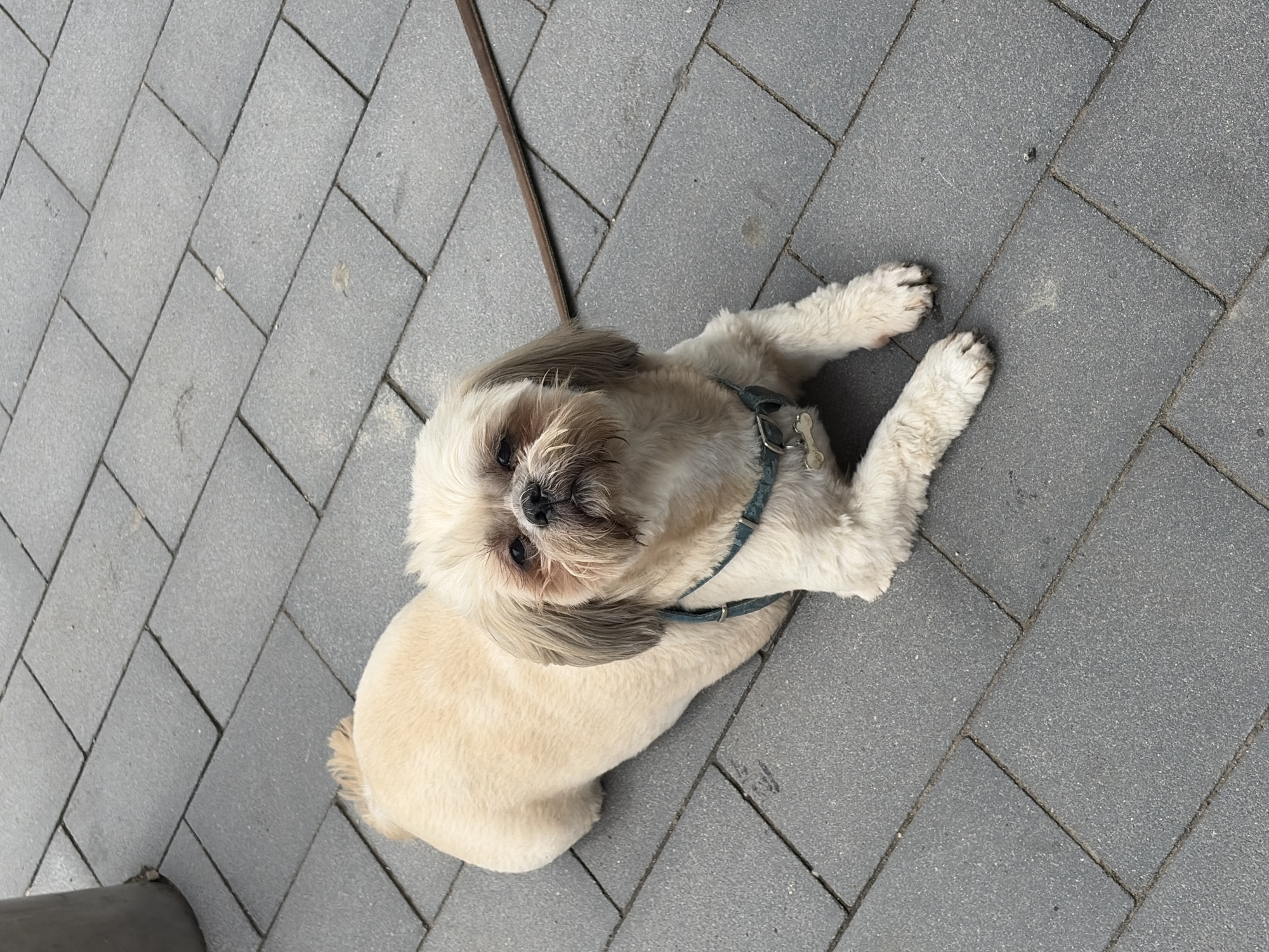 A light-colored Shih Tzu dog with gray-tipped ears lies on a gray brick pavement. The dog is wearing a blue harness with a bone-shaped tag. A brown leash extends diagonally across the pavement from the dog. The scene is an outdoor setting, potentially in a city like Sofia, Bulgaria, given the paving material and urban aesthetic.