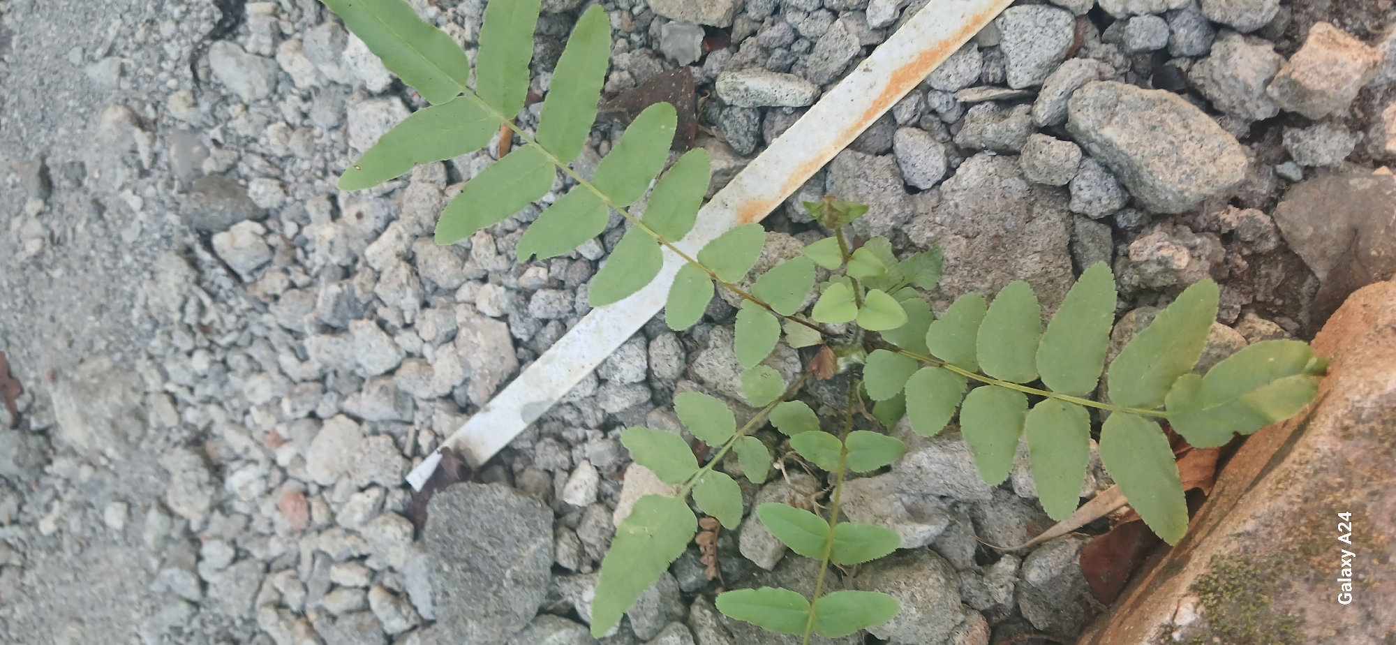The image shows a close-up, high-angle view of a small plant with compound leaves growing amongst rubble, predominantly gray stones and gravel. A thin, white, and slightly rusty strip of material runs diagonally across the frame. The overall environment appears to be an outdoor urban or construction site setting. The location is specified as Kuwarisan, Indonesia. There are no people or animals visible in the image. The lighting suggests it is daytime.