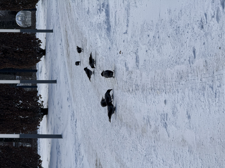 The scene depicts a snow-covered outdoor area within Plodorodny, Russia, under winter conditions. Eight dark-feathered birds, consistent with corvids, are distributed across a slightly compacted, snow-covered path that traverses the foreground and mid-ground. Three birds are in the foreground, with two on the left actively foraging by pecking at the snow, and one standing upright facing left. Further into the mid-ground, three more birds are grouped on the right side of the path; one is positioned with its head down, foraging, another faces left, and the third is partially obscured, facing right. Two additional birds are visible in the background along the path, one facing left and the other facing right. The environment beyond the path includes a row of dark, leafless deciduous shrubs or small trees, interspersed with multiple slender, grey vertical light poles. A large, spherical, reflective object is prominent in the upper right background, behind the vegetation and poles. The ground is consistently covered in fresh snow, with faint tracks visible on the path.