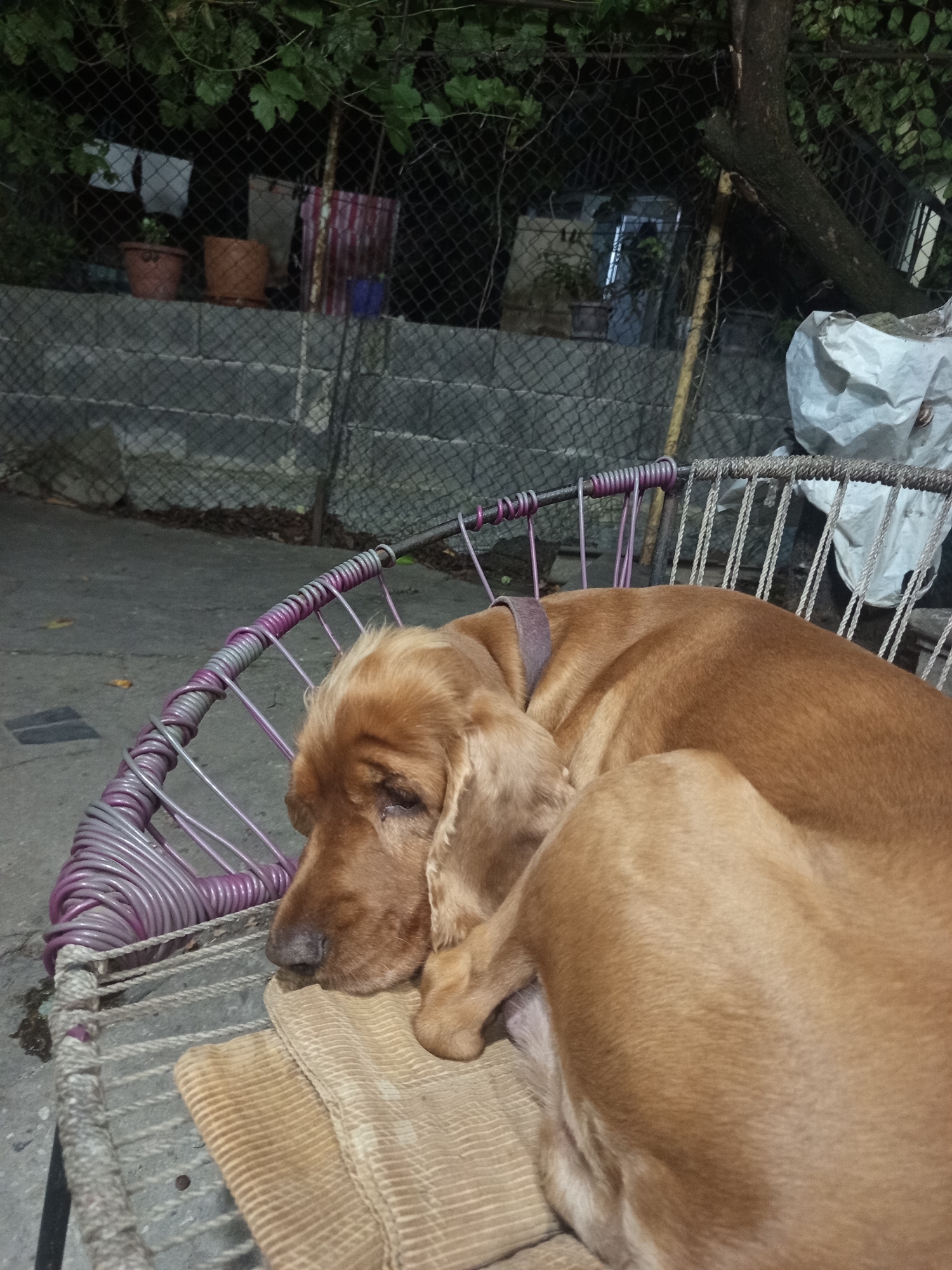 An adult, golden-colored dog is curled up and sleeping on a woven chair outdoors at night. The chair has a purple and gray wire frame with a rope seat. In the background, a chain-link fence encloses an area with potted plants, stone steps, and a tree. A white tarp is also visible in the background. The image was taken in Khashuri, Georgia.