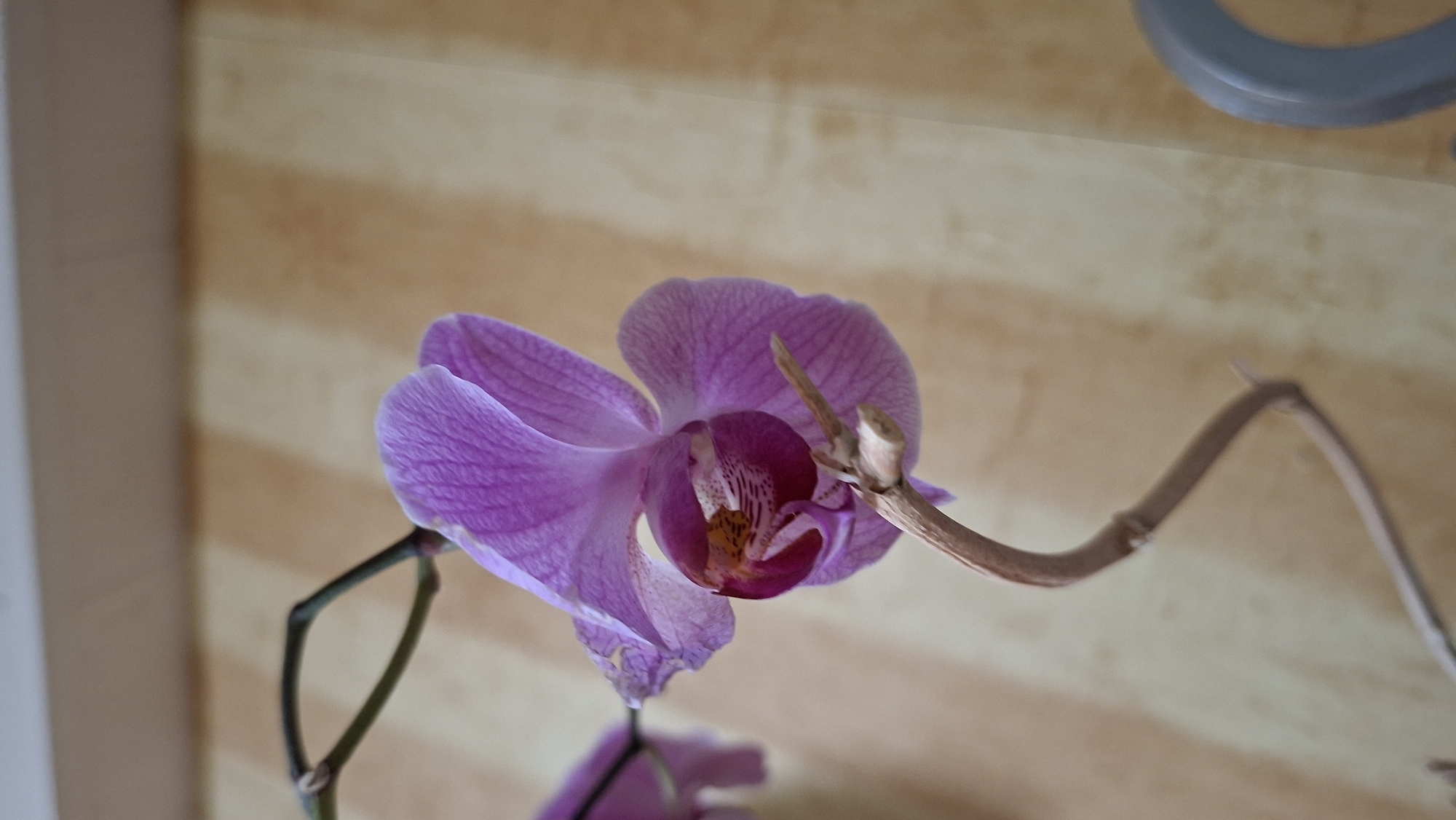 The image shows a close-up of a single purple orchid flower with a dried stem. The orchid is positioned on the left side of the frame, with its petals unfurled. The stem is thin and brown, with a few dried leaf scars visible. The background consists of vertical stripes of light brown and beige, suggesting a wall or wallpaper. The lighting is soft, casting gentle shadows on the flower. There are no people or other objects clearly identifiable in the scene. The location of Большой Букор, Russia, is not depicted or implied by the image content.