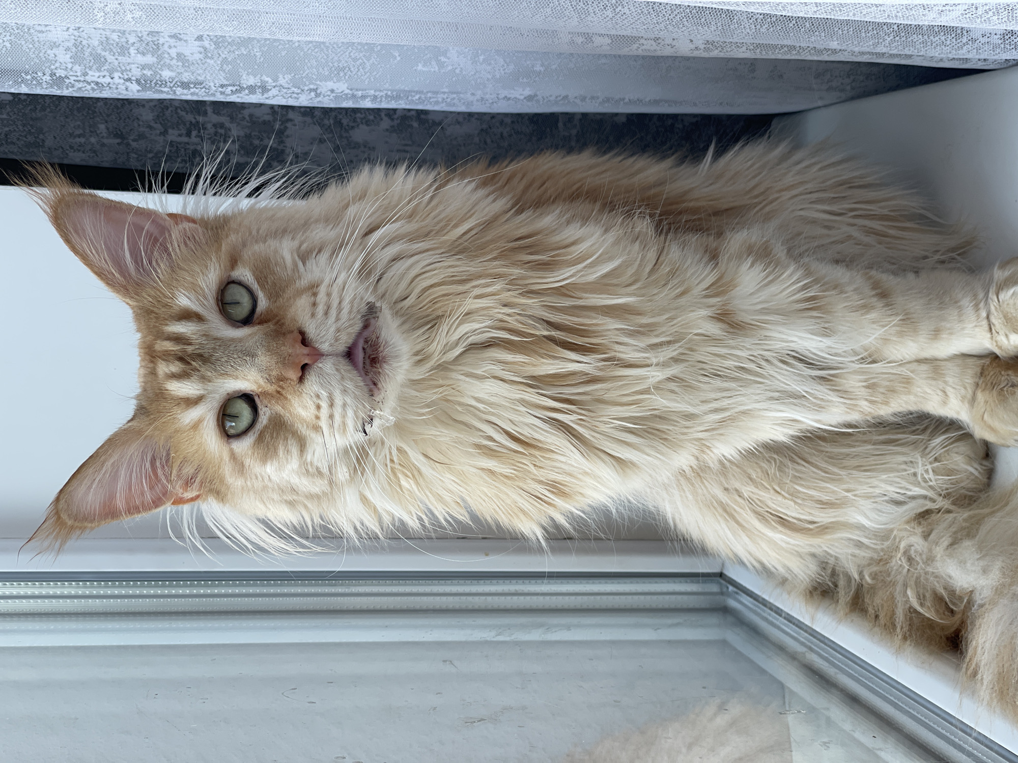 A fluffy, light-orange Maine Coon cat with green eyes sits on a white windowsill. The cat is facing forward, with its mouth slightly open, revealing its pink tongue and teeth. Its fur is long and thick, especially around its neck and chest. To the left of the cat is a window pane with a visible reflection. To the right of the cat is a sheer white lace curtain. The background consists of a dark textured surface behind the curtain. The scene is indoors, likely in an apartment in Rozsoshentsi, Ukraine, given the characteristic window frame and curtain.