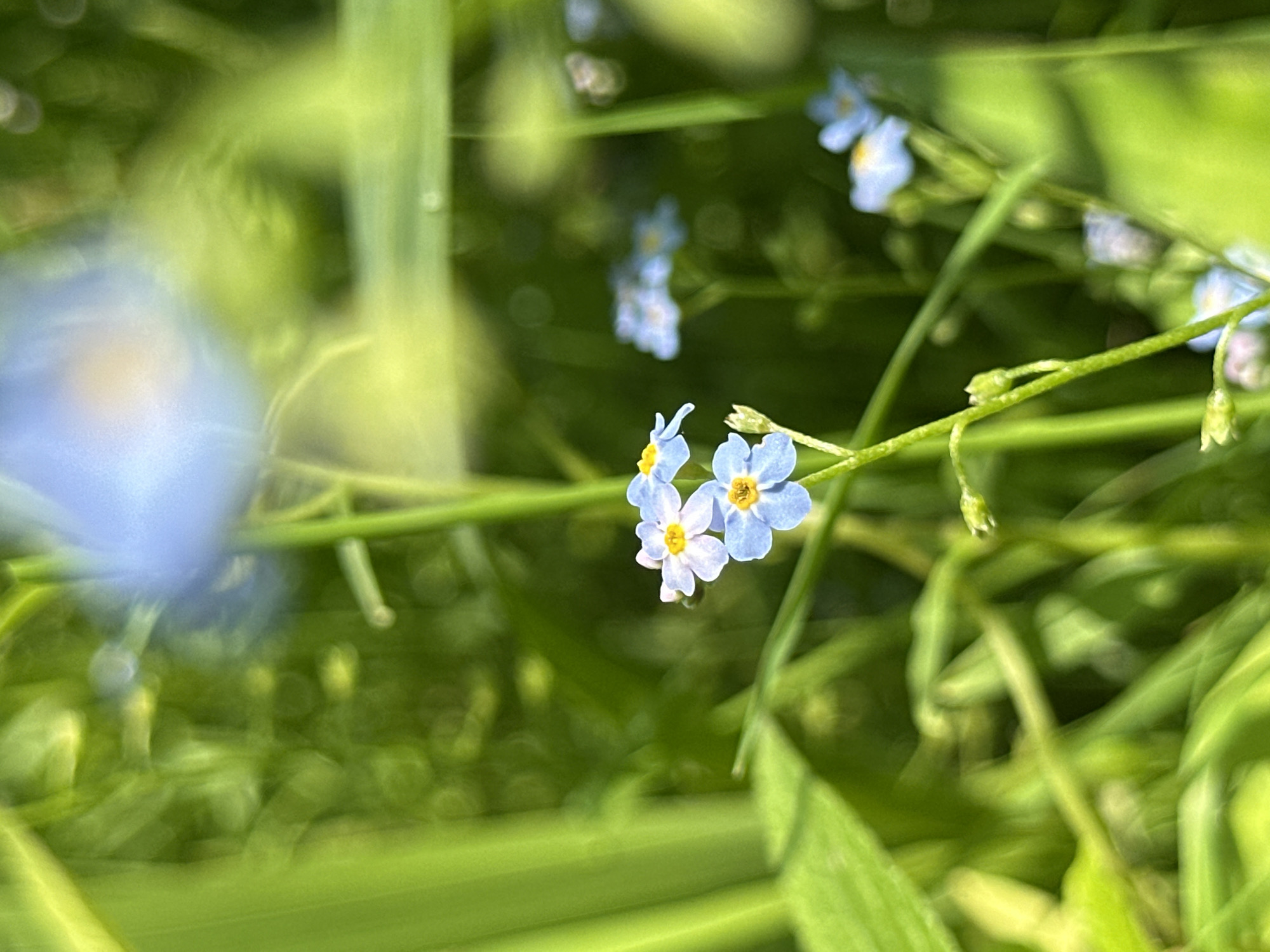 The image is a close-up, macro photograph of delicate blue forget-me-not flowers with yellow centers, set against a blurred background of lush green foliage. The flowers are in various stages of bloom, with some fully open and others as buds. The overall impression is one of soft focus and natural beauty. The image was captured on June 14, 2024, at 11:27 AM, suggesting a bright, possibly sunny day. The metadata indicates the location as Babruysk, Belarus. No people are visible in the image. The lighting appears natural, with soft shadows indicating diffused light, possibly from an overcast sky or the shade of surrounding vegetation. The bokeh effect in the background emphasizes the sharp detail of the foreground flowers, creating a sense of depth and drawing the viewer's attention to the central subjects. The composition is vertical, with the flowers and stems arranged in a way that suggests natural growth patterns.