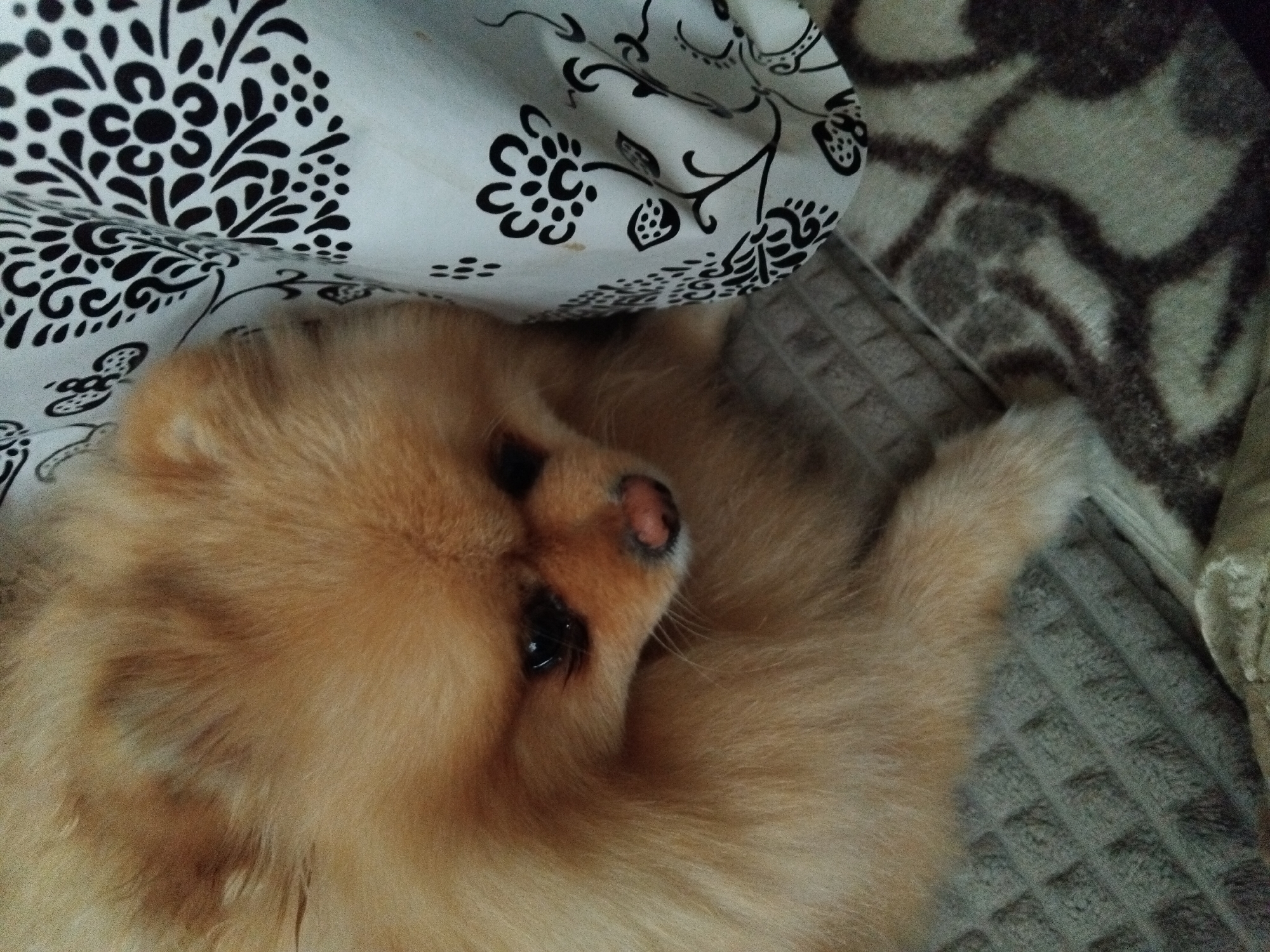 A Pomeranian dog is resting on a patterned blanket. The dog has light brown fur and dark eyes. It appears to be looking down. To the right of the dog, a white fabric with a black floral pattern is visible. The scene is indoors. The image is not specific to Apriltsi, Bulgaria.